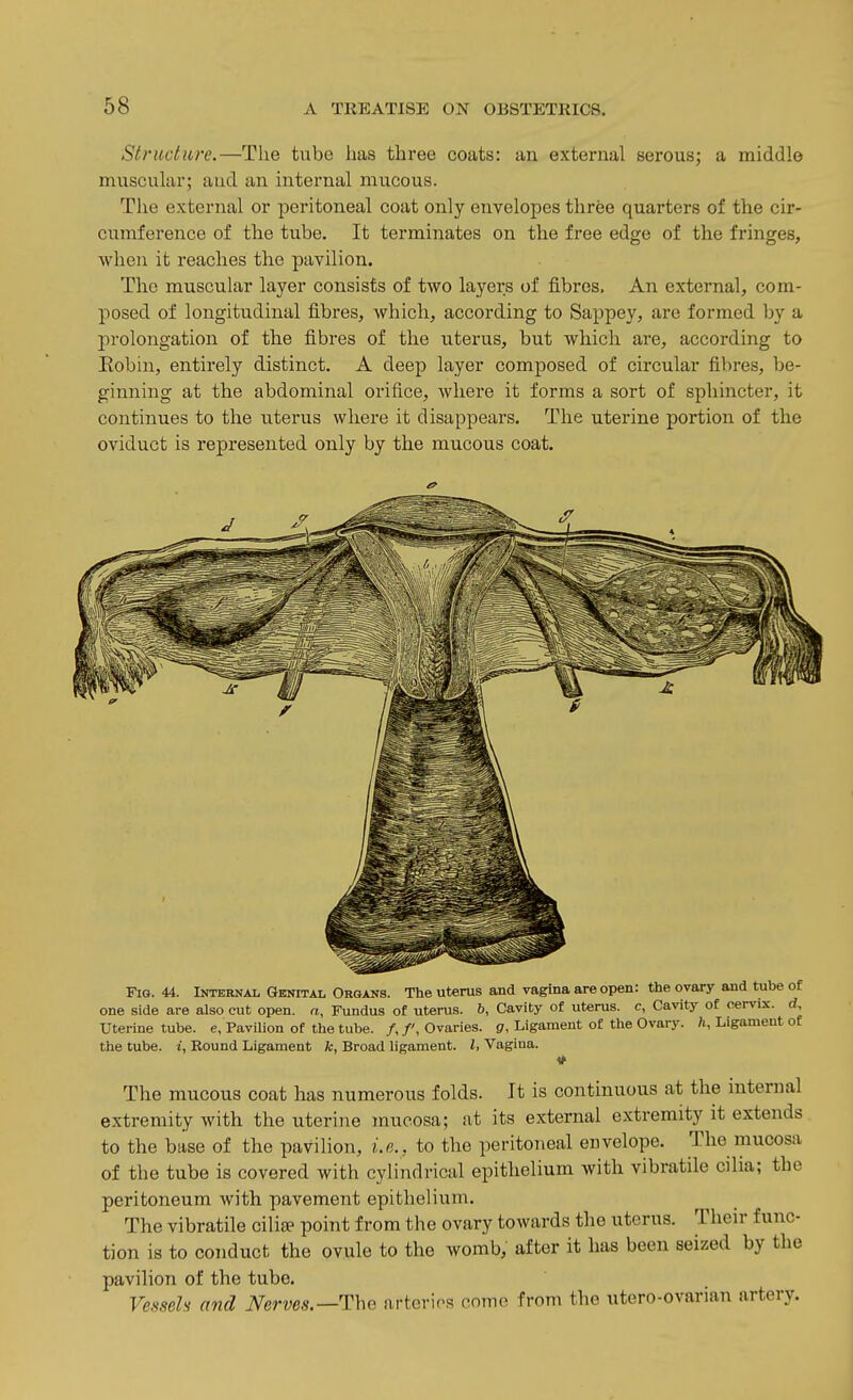 Structure.—The tube has three coats: an external serous; a middle muscular; and an internal mucous. The external or peritoneal coat only envelopes three quarters of the cir- cumference of the tube. It terminates on the free edge of the fringes, when it reaches the pavilion. The muscular layer consists of two layers of fibres. An external, com- posed of longitudinal fibres, which, according to Sappey, are formed by a prolongation of the fibres of the uterus, but which are, according to Eobin, entirely distinct. A deep layer composed of circular fibres, be- ginning at the abdominal orifice, where it forms a sort of sphincter, it continues to the uterus where it disappears. The uterine portion of the oviduct is represented only by the mucous coat. Fig. 44. Internal Genital Organs. The uterus and vagina are open: the ovary and tube of one side are also cut open, a, Fundus of uterus. &, Cavity of uterus, c, Cavity of cervix, d. Uterine tube, e, Pavilion of the tube. /, /', Ovaries, g, Ligament of the Ovary. ;i, Ligament of the tube, i. Round Ligament fc, Broad ligament. I, Vagina. The mucous coat has numerous folds. It is continuous at the internal extremity with the uterine mucosa; at its external extremity it extends to the base of the pavilion, i.e., to the peritoneal envelope. The mucosa of the tube is covered with cylindrical epithelium with vibratile cilia; the peritoneum with pavement epithelium. The vibratile ciliEe point from the ovary towards the uterus. Their func- tion is to conduct the ovule to the womb, after it has been seized by the pavilion of the tube. Venseh and Nerves.—arteries come from the utero-ovarian artery.