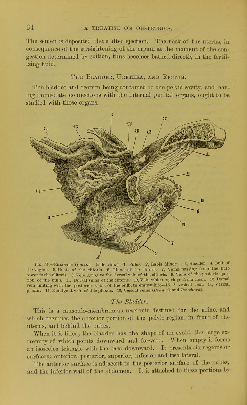 The semen is deposited tliere after ejection. The neck of tlie uterus, in consequence of the straiglitening of tlie organ, at the moment of the con- gestion determined by coition, thus becomes bathed directly in the fertil- izing fluid. The Bladder, Ukbthra, and Kectum. The bladder and rectum being contained in the pelvic cavity, and hav- ing immediate connections with the internal genital organs, ought to be studied with those organs. Fig. 51.—Erectile Organs, (side view).—1. Pubis, 2, Labia Minora. 3, Bladder. 4, Bulb of the vagina. 5, Roots of tlie clitoris. 6, Gland of the clitoris. 7, Veins passing from the bulb towards the clitoris. 8, Vein going to the dorsal vein of the clitoris. 9, Veins of the posterior por- tion of the bulb. 11, Dorsal veins of the clitoris. 10, Vein which springs from them. 12, Dorsal vein uniting with the posterior veins of the bulb, to empty into—13, A vesical vein. 14, Vesical plexus. 15, Emulgent vein of this plexus. 16, Vesical veins (Beaunis and Bouchard). The Bladder. This is a musculo-membranous reservoir destined for the urine, and which occupies the anterior portion of the pelvic region, in front of the uterus, and behind the pubes. When it is filled, the bladder has the shape of an ovoid, the large ex- tremity of which points downward and forward. When empty it forms an isosceles triangle with the base downward. It presents six regions or surfaces: anterior, posterior, superior, inferior and two lateral. The anterior surface is adjacent to the posterior surface of the pubes, and the inferior wall of the abdomen. It is attached to these portions by I