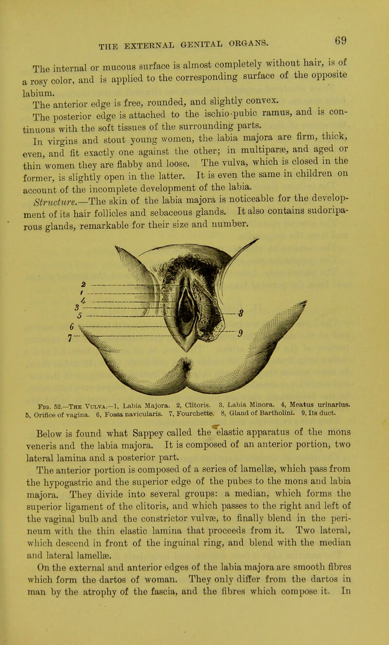 The internal or mucous surface is almost completely without hair, is of a rosy color, and is applied to the corresponding surface of the opposite labium. The anterior edge is free, rounded, and slightly convex. The posterior edge is attached to the ischio-pubic ramus, and is con- tinuous with the soft tissues of the surrounding parts. In virgins and stout young women, the labia majora are firm, thick, even, and fit exactly one against the other; in multiparse, and aged or thin'women they are flabby and loose. The vulva, which is closed in the former, is slightly open in the latter. It is even the same in children on account of the incomplete development of the labia. Structure—skin of the labia majora is noticeable for the develop- ment of its hair follicles and sebaceous glands. It also contains sudoripa- rous glands, remarkable for their size and number. Fig. 52—The Volva—1, Labia Majora. 2, CUtoris. 3, Labia Minora. 4, Meatus urinarius. 6, Orifice of vagina. 6, Foasa navicularis. 7, Fourchette. 8, Gland o£ Barthollni. 9, Its duct. Below is found what Sappey called the elastic apparatus of the mons veneris and the labia majora. It is composed of an anterior portion, two lateral lamina and a posterior part. The anterior portion is composed of a series of lamellae, which pass from the hypogastric and the superior edge of the pubes to the mons and labia majora. They divide into several groups: a median, which forms the superior ligament of the clitoris, and which passes to the right and left of the vaginal bulb and the constrictor vulvee, to finally blend in the peri- neum with the thin elastic lamina that proceeds from it. Two lateral, which descend in front of the inguinal ring, and blend with the median and lateral lamellae. On the external and anterior edges of the labia majora are smooth fibres which form the dartos of woman. They only differ from the dartos in man by the atrophy of the fascia, and the fibres which compose it. In