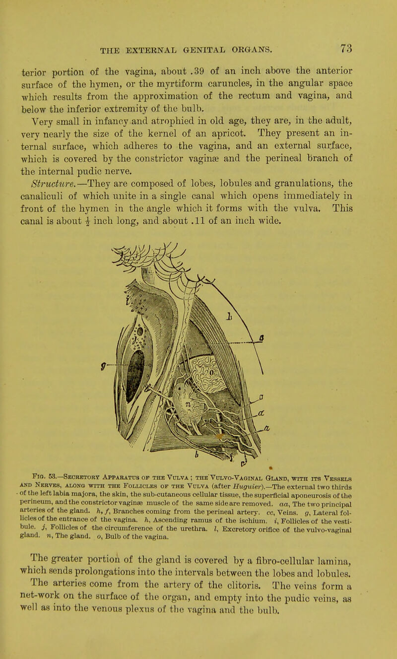 terior portion of the vagina, about .39 of an inch above the anterior surface of the liymen, or the myrtiforra caruncles, in the angular space which results from the approximation of the rectum and vagina, and below the inferior extremity of the bulb. Very small in infancy and atrophied in old age, they are, in the adult, very nearly the size of the kernel of an apricot. They present an in- ternal surface, which adheres to the vagina, and an external surface, which is covered by the constrictor vaginae and the perineal branch of the internal pudic nerve. StrucUire.—They are composed of lobes, lobules and granulations, the canaliculi of which unite in a single canal which opens immediately in front of the hymen in the angle which it forms with the vulva. This canal is about ^ inch long, and about .11 of an inch wide. Fro. 53.—Secretory Apparatus of the Vulva ; the'Vclvo-Vaginal Gland, with its Vessels AND Nerves, along with the Follicles of the Vulva (after flufltMier).—The external two thirds of the left labia majora, the skin, the sub-cutaneous cellular tissue, the supei-flcial aponeurosis of the perinemn, and the constrictor vaginae muscle of the same side are removed, oo, The two principal arteries of the gland, h, f. Branches coming from the perineal artery, cc, Veins, g. Lateral fol- licles of the entrance of the vagina. 7i, Ascending ramus of the ischium, i, Follicles of the vesti- bule, j. Follicles of the circumference of the urethra. /, Excretory orifice of the vulvo-vaginal gland, n, The gland, o, Bulb of the vagina. The greater portion of the gland is covered by a fibro-cellular lamina, which sends prolongations into the intervals between the lobes and lobules. The arteries come from the artery of the clitoris. The veins form a net-work on the surface of the organ, and empty into the pudic veins, as well as into the venous plexus of the vagina and the bulb.