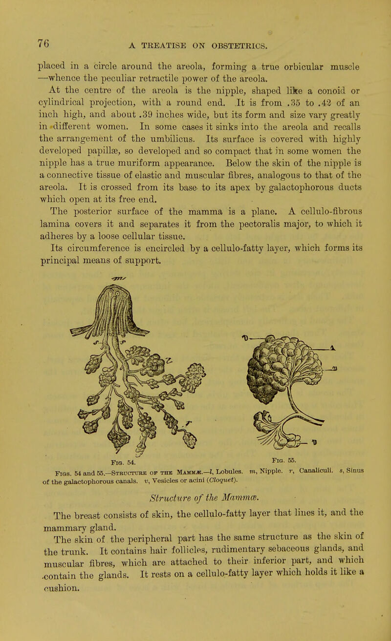 placed in a circle around the areola, forming a true orbicular muscle —whence the peculiar retractile power of the areola. At the centre of the areola is the nipple, shaped like a conoid or cylindrical projection, with a round end. .It is from .35 to .42 of an inch high, and about .39 inches wide, but its form and size vary greatly in difEerent women. In some cases it sinks into the areola and recalls the arrangement of the umbilicus. Its surface is covered with highly developed papillae, so developed and so compact that in some women the nipple has a true muriform appearance. Below the skin of the nipple is a connective tissue of elastic and muscular fibres, analogous to that of the areola. It is crossed from its base to its apex by galactophorous ducts which open at its free end. The posterior surface of the mamma is a plane. A cellulo-fibrous lamina covers it and separates it from the pectoralis major, to which it adheres by a loose cellular tissue. Its circumference is encircled by a cellulo-fatty layer, which forms its principal means of support. Figs. 54 and 55.-STRncmJRE of the Mamslb.—i. Lobules, m, Nipple, r, CanaUculi. s, Sinus of the galactophorous canals, v, Vesicles or acini (Cloquet). The breast consists of skin, the cellulo-fatty layer that lines it, and the mammary gland. The skin of the peripheral part has the same structure as the skin of the trunk. It contains hair follicles, rudimentary sebaceous glands, and muscular fibres, which are attached to their inferior part, and which .contain the glands. It rests on a cellulo-fatty layer which holds it like a Fig. 54. Fig. 55. Structure of the Mammm. cushion.