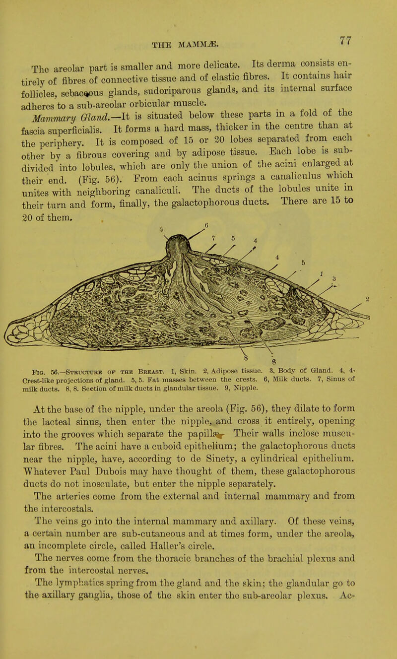 The areolar part is smaller and more delicate. Its derma consists en- tirely of fibres of connective tissue and of elastic fibres. It contains hair follicles, sebaceous glands, sudoriparous glands, and its internal surface adheres to a sub-areolar orbicular muscle. Mammary Gland.—It is situated below these parts m a fold of the fascia superficialis. It forms a hard mass, thicker in the centre than at the periphery. It is composed of 15 or 20 lobes separated from each other by a fibrous covering and by adipose tissue. Each lobe is sub- divided into lobules, which are only the union of the acini enlarged at their end. (Fig. 56). From each acinus springs a canaliculus which unites with neighboring canaliculi. The ducts of the lobules unite in their turn and form, finally, the galactophorous ducts. There are 15 to 20 of them. Fig. 56.—Structure op the Breast. 1, Skin. 2, Adipose tissue. 3, Body of Gland. 4, 4. Crest-like projections of gland. 5, 5. Fat masses between the crests. 6, Milk ducts. 7, Sinus of milk ducts. 8, 8. Section of milk ducts in glandular tissue. 9, Nipple. At the base of the nipple, under the areola (Fig. 56), they dilate to form the lacteal sinus, then enter the nipple, and cross it entirely, opening into the grooves which separate the papilla^- Their walls inclose muscu- lar fibres. The acini have a cuboid epithelium; the galactophorous ducts near the nipple, have, according to de Sinety, a cylindrical epithelium. Whatever Paul Dubois may have thought of them, these galactophorous ducts do not inosculate, but enter the nipple separately. The arteries come from the external and internal mammary and from the intercostals. The veins go into the internal mammary and axillary. Of these veins, a certain number are sub-cutaneous and at times form, under the areola, an incomplete circle, called Haller's circle. The nerves come from the thoracic branches of the brachial plexus and from the intercostal nerves. The lymphatics spring from the gland and the skin; the glandular go to the axillary ganglia, those of the skin enter the sub-areolar plexus. Ac-
