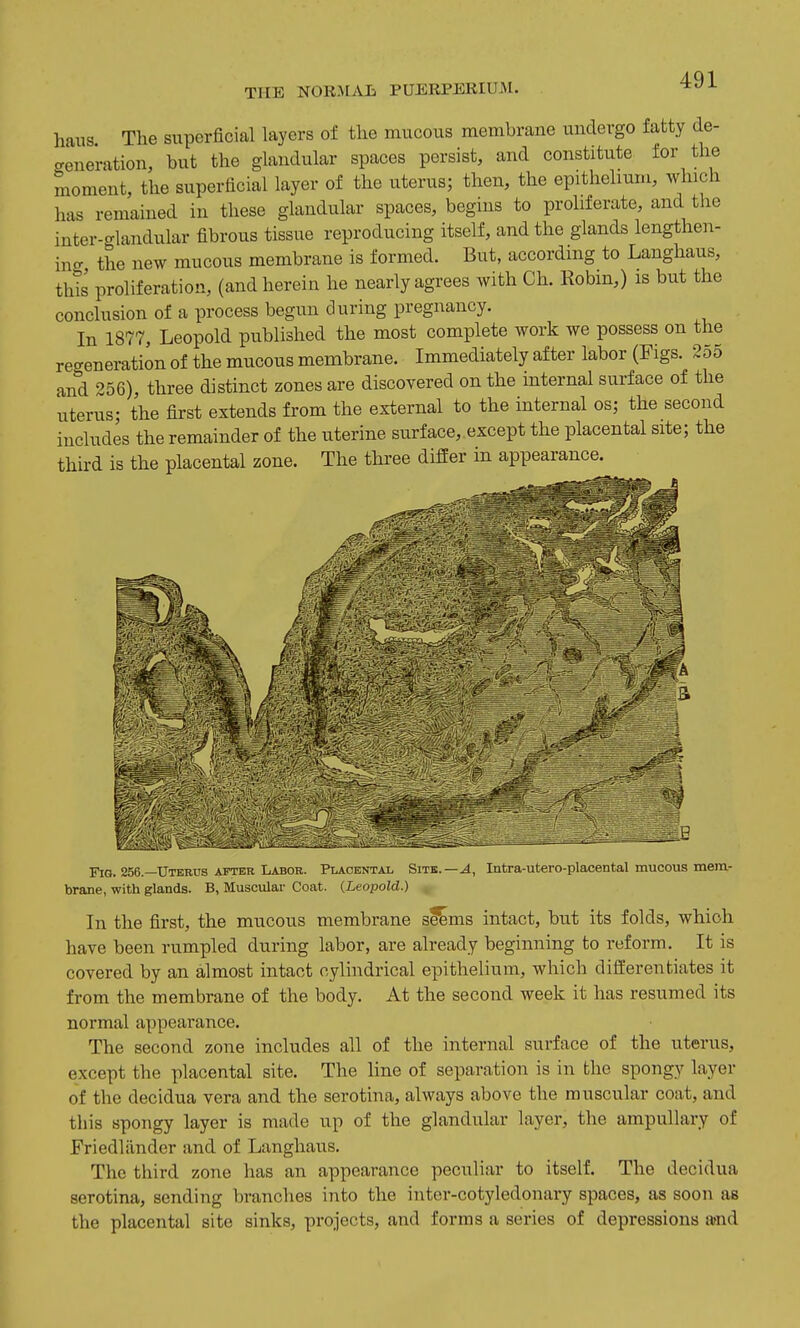 haus The superficial layers of the mucous membrane undergo fatty de- generation, but the glandular spaces persist, and constitute for the moment, the superficial layer of the uterus; then, the epithelium, which has remained in these glandular spaces, begins to proliferate, and the inter-glandular fibrous tissue reproducing itself, and the glands lengthen- ing the new mucous membrane is formed. But, according to Langhaus, this proliferation, (and herein he nearly agrees with Ch. Robm,) is but the conclusion of a process begun during pregnancy. In 1877, Leopold published the most complete work we possess on the regeneration of the mucous membrane. Immediately after labor (Figs. 255 and 256), three distinct zones are discovered on the internal surface of the uterus- the first extends from the external to the internal os; the second includes the remainder of the uterine surface, except the placental site; the third is the placental zone. The three differ in appearance. Fig. 256.—Uterus after Labor. Placental Site.—.4, Intra-utero-placental mucous mem- brane, with glands. B, Muscular Coat. {Leopold.) , In the first, the mucous membrane sl^ms intact, but its folds, which have been rumpled during labor, are already beginning to reform. It is covered by an almost intact cylindrical epithelium, which differ en tiates it from the membrane of the body. At the second week it has resumed its normal appearance. The second zone includes all of the internal surface of the uterus, except the placental site. The line of separation is in the spongy layer of the decidua vera and the serotina, always above the muscular coat, and this spongy layer is made up of the glandular layer, the ampullary of Friedliinder and of Langhaus, The third zone has an appearance peculiar to itself. The decidua serotina, sending branches into the intcr-cotyledonary spaces, as soon as the placental site sinks, projects, and forms a series of depressions tvnd
