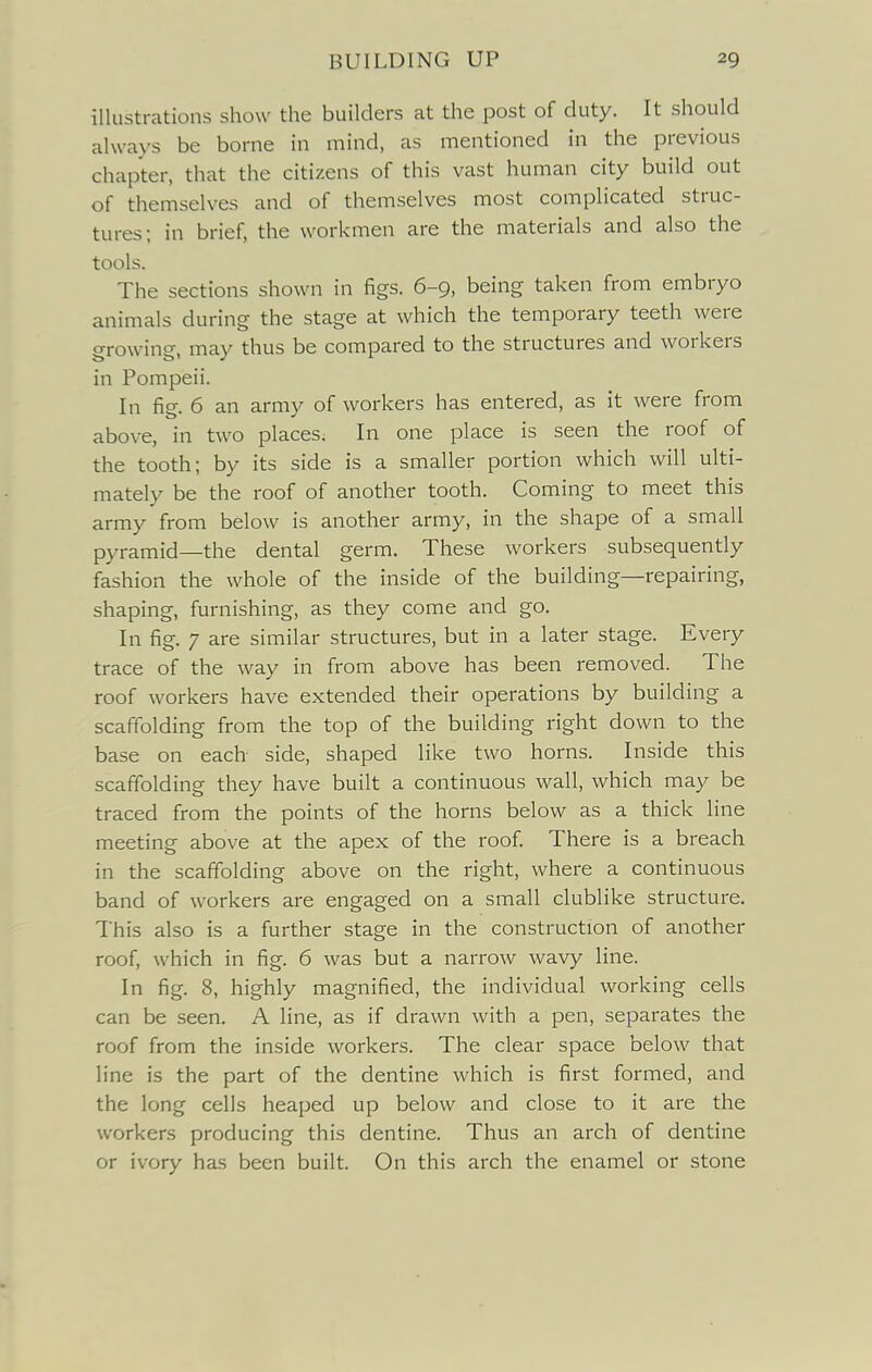 illustrations show the builders at tlie post of duty. It should always be borne in mind, as mentioned in the previous chapter, that the citizens of this vast human city build out of themselves and of themselves most complicated struc- tures; in brief, the workmen are the materials and also the tools. The sections shown in figs. 6-9, being taken from embryo animals during the stage at which the temporary teeth were growing, may thus be compared to the structures and workers in Pompeii. In fig. 6 an army of workers has entered, as it were from above, in two places. In one place is seen the roof of the tooth; by its side is a smaller portion which will ulti- mately be the roof of another tooth. Coming to meet this army from below is another army, in the shape of a small pyramid—the dental germ. These workers subsequently fashion the whole of the inside of the building—repairing, shaping, furnishing, as they come and go. In fig. 7 are similar structures, but in a later stage. Every trace of the way in from above has been removed. The roof workers have extended their operations by building a scaffolding from the top of the building right down to the base on each side, shaped like two horns. Inside this scaffolding they have built a continuous wall, which may be traced from the points of the horns below as a thick line meeting above at the apex of the roof. There is a breach in the scaffolding above on the right, where a continuous band of workers are engaged on a small clublike structure. This also is a further stage in the construction of another roof, which in fig. 6 was but a narrow wavy line. In fig. 8, highly magnified, the individual working cells can be seen. A line, as if drawn with a pen, separates the roof from the inside workers. The clear space below that line is the part of the dentine which is first formed, and the long cells heaped up below and close to it are the workers producing this dentine. Thus an arch of dentine or ivory has been built. On this arch the enamel or stone