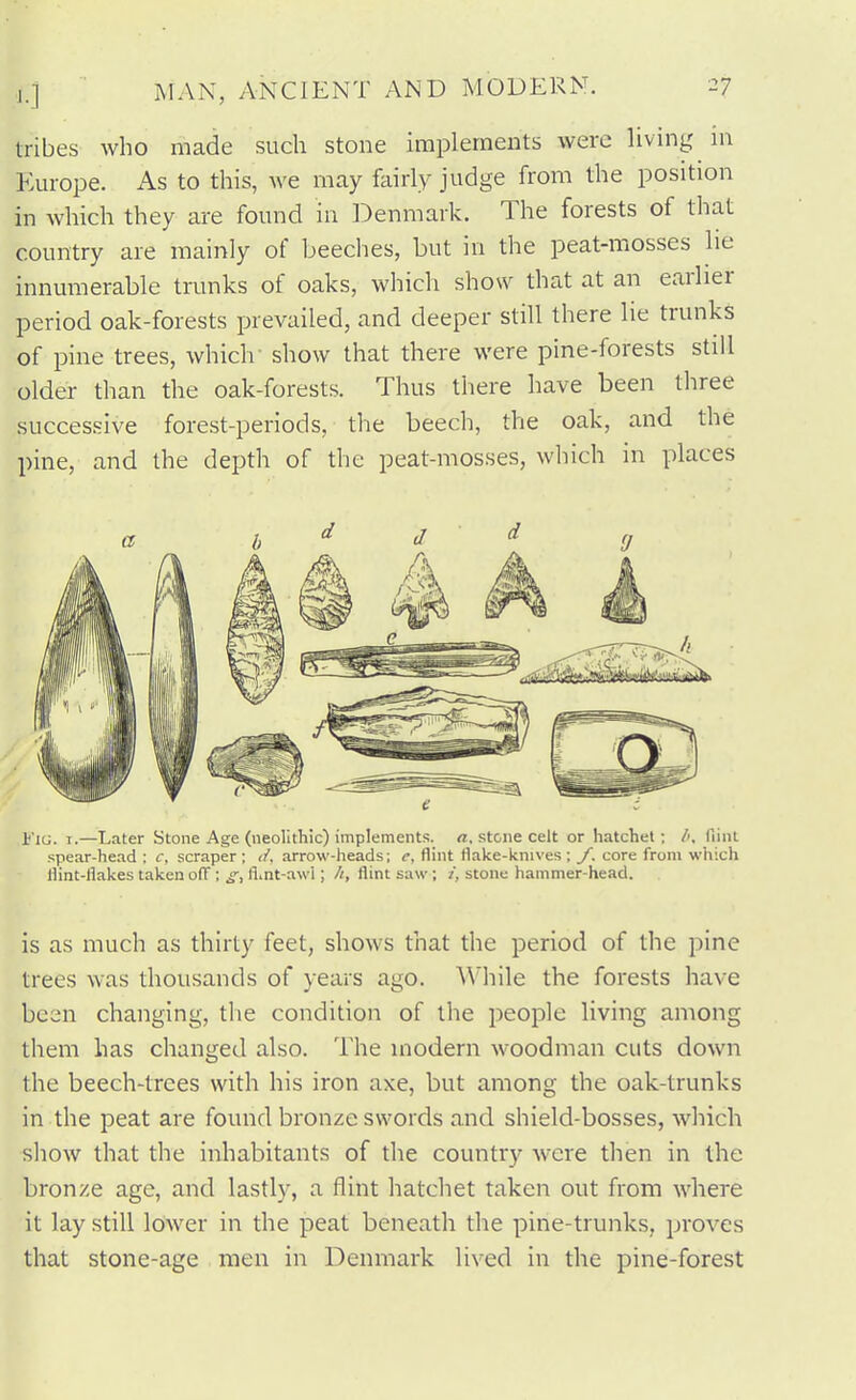 tribes who made such stone implements were living m Europe. As to this, we may f^iirly judge from the position in which they are found in Denmark. The forests of that country are mainly of beeches, but in the peat-mosses lie innumerable trunks of oaks, which show that at an earlier period oak-forests prevailed, and deeper still there lie trunks of pine trees, which' show that there were pine-forests still older than the oak-forests. Thus there have been three successive forest-periods, the beech, the oak, and the pine, and the depth of the peat-mosses, which in places a h ^ d ^ g ¥ni. I.—Later Stone Age (neolithic) implements, rt. stone celt or hatchet; l>. film spear-head : c, scraper ; cf, arrow-heads; flint flake-knives ; J, core from which flint-flakes taken ofl; ^, fl^nt-awl; h, flint saw ; stone hammer-head. is as much as thirty feet, shows that the period of the pine trees was thousands of years ago. While the forests have been changing, the condition of the people living among them has changed also. The modern woodman cuts down the beech-trees with his iron axe, but among the oak-trunks in the peat are found bronze swords and shield-bosses, which show that the inhabitants of the country were tlien in the bronze age, and lastly, a flint hatcliet taken out from where it lay still lower in the peat beneath the pine-trunks, proves that stone-age men in Denmark lived in the pine-forest