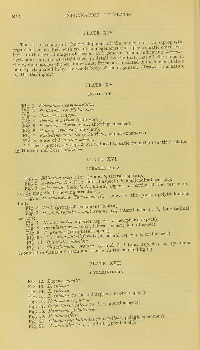 PLATE XIV The various stages of the development of the nucleus in two saprophytic organisms, as studied with recent homogeneous and apochroma ic ohieotv^ei, hoth in the several stages of fissioa and genet.c ^-^f''^^^^^^ nfiU and m-ovinff as established in detail by the text, that ah the steps in r cyc^c c^^a^ngef'of these unicellular forms are iniciated i|heriuc being participated in by the whole body of the organism. (Diawn from nature by Dr. Dallinger.) PLATE XV EOTIFER^ Eio-. 1. Floscularia cmijianulata. Fig. 2. Stephanoocros Eichhornii. Fig. 3. Melioerta rinr/ens. Fio- 4. Pedalion mirum (side view). Fig. 5. P. mirnm (dorsal view, showing muscles). 11k. 6. Coijevs cerheriis (side view). Fig. 7. PhiloMiia aculeata (side view, corona expanded). Jio-, S. Male ot Pbdalinii mirnm. -UoonHfnl nlntps All these figures, save fig. 2, are reduced to scale from the beautiful plates in Hudson and Goss's Roiifera. PLATE XVI FOBAMINIFEEA Fig. 1. MUinlhia se„iin,uUm («■ and J, lateral aspects) . , Fil 2. AUcolina Boscii {a, lateral aspect; b, lo/^g^t^^^^^^f f,*l°°est more Fils. Mrldza ^imicoia («, lateral aspect; 6, portion of the test more highly magnified, showing structure). n^pudo-nolvthalamous ^ig. CHalwhymua Tumanomczii, showing the pseuao poiyma. foot. . . .J \ Fig. 5. 7*«Z. (group of specimens m stiw)- longitudinal Fig. 6. Haplophragmium ag(jlutinans («, lateial aspect, u, luug F°i?'7 H nanum (a, superior aspect; b, peripheral aspect) Fig 8 Textnlaria oramen (a, lateral aspect; b, oral aspect). S I 'pZZ SlS^frSteral aspect; b, oral aspect), xnounfed in Canada balsam and seen with transmitted light). PLATE XVII FOEAMINIFERA Fig. 12. Lagena suloata. 13. L. stiloata. Slls: i:::S:-(., lateral aspect;..oral aspect). Fig. 16. Nodosaria raphanvs. oanpcts^ Fi|. 17. CrideMavia. ealcar {a, b, c, lateral aspects). Fig 18. I?amnlina ylobvlifrra- f1|; 21. (r. hflloides 0', h. adult typical shell).