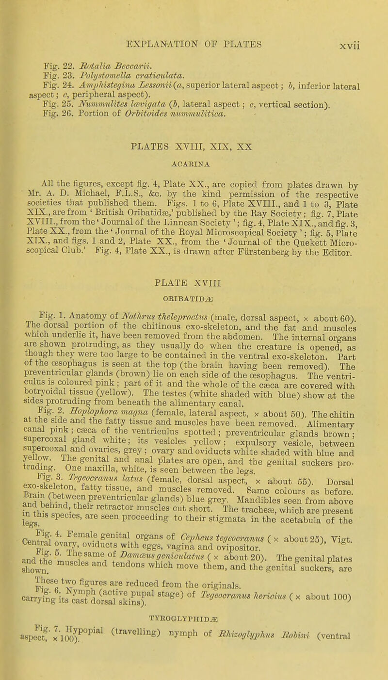 Fig. 22. Rutalia Beocarii. Fig. 23. I'olyxtomella cratioulata. Fig. 24. ^ w_/>/m'tei7i«<t ZmOTMi(«, superior lateral aspect; h, inferior lateral aspect; c, peripheral aspect). Fig. 25. Nwnmulites Im-igaf.a (5, lateral aspect; c, vertical section). Fig. 2G. Portion of Orhitoides nummuUtioa. PLATES XVIII, XIX, XX ACAEINA All the figures, except flg. 4, Plate XX., are copied fi-om plates drawn by- Mr. A. D. Michael, F.L.S., &c. by the kind permission of the respective societies that published them. Figs. 1 to 6, Plate XVIII., and 1 to 3, Plate XIX., are from ' British Oribatidas,' published by the Ray Society; fig. 7, Plate XVIII. , from the' Journal of the Linnean Society '; fig. 4, Plate XIX., and fig. 3, Plate XX., from the' Journal of the Eoyal Microscopical Society '; fig. 5, Plate XIX. , and figs. 1 and 2, Plate XX., from the ' Journal of the Quekett Micro- scopical Club. Fig. 4, Plate XX., is drawn after Furstenberg by the Editor. PLATE XVIII OBIBATIDjE Fig. 1. Anatomy of Nothrus thelepvoctns (male, dorsal aspect, x about 60). The dorsal portion of the chitinous exo-skeleton, and the fat and muscles which underlie it, have been removed from the abdomen. The internal organs are shown protruding, as they usually do when the creature is opened, as though they were too large to be contained in the ventral exo-skeleton. Part of the oesophagus is seen at the top (the brain having been removed). The preventricular glands (brown) lie on each side of the oesophagus. The ventri- culus is coloured pink ; part of it and the whole of the ciEca are covered with botryoidal tissue (yellow). The testes (white shaded with blue) show at the sides protruding from beneath the alimentary canal. Fig. 2. £ro/;foMom wflf/Mfl (female, lateral aspect, x about 50). Thechitin at the side and the fatty tissue and muscles have been removed. Alimentary canal pmk; cfeca of the ventriculus spotted; preventricular glands brown: supercoxa gland white; its vesicles yellow; expulsory vesicle, between supercoxal and oyanes, grey ; ovary and oviducts white shaded with blue and iT.T' n -1, ^i^^.^^al plates are open, and the genital suckers pro- truding. One maxilla, white, is seen between the legs pvn cf'i^; (female, dorsal aspect, x about 65). Dorsal Brniwi ^ ^ f*^ -^^^^^^^ removed. Same colours as before. anTLh n JT-P''?''*?^''^'''' ^l^^*^) ^^•'^ S^'^y- Mandibles seen from above fn tht '• retractor muscles cut short. The tracheae, which are present legs ^^ ^^^^ proceeding to their stigmata in the acetabula of the OpJifi'^ ^^^^^'.e genital organs of Cepheus tegeoorcmus (x about 25). Vigt. Central ovary, oviducts with eggs, vagina and ovipositor. ^ ^ 4.'^' -^f same of Dammingeniculatus ( x about 20). The genital nlates shown ^'^'^ ^^'^''^^ tlie geSf :Sr?te These two figures are reduced from the originals. carryiVits S'LSaf IkiSsr' '''^'^ ^^ricim ( x about 100) TYROGLYPHID.E aspect^'x'lJof°P'^^ (travelling) nymph of EJtizoglyphns liohini (ventral