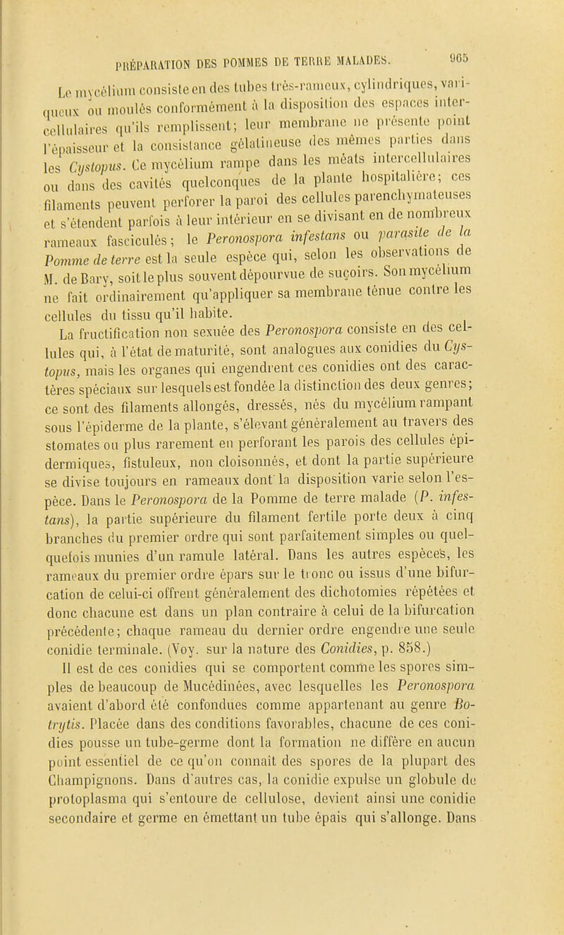 Lo invcolium consiste en des tubes très-rameux, cylindriques, vari- queux ou moulés conformément à la disposition des espaces intcr- collulaires qu'ils remplissent; leur membrane ne présente point l'épaisseur et la consistance gélatineuse des mêmes parties dans les Cystopus. Ce mycélium rampe dans les méats intercellula.res ou dans des cavités quelconques de la plante hospitalière; ces filaments peuvent perforer la paroi des cellules parenchymateuses et s'étendent parfois à leur intérieur en se divisant en de nombreux rameaux fasciculés ; le Peronospora infestans ou parasite ch la Pomme déterre cstU seule espèce qui, selon les observations de M. deBarv, soit le plus souvent dépourvue de suçmrs. Sonmycelmm ne fait ordinairement qu'appliquer sa membrane ténue contre les cellules du tissu qu'il habite. La fructification non sexuée des Peronospora consiste en des cel- lules qui, à l'état de maturité, sont analogues aux conidies du Cys- topus, mais les organes qui engendrent ces conidies ont des carac- tères spéciaux sur lesquels est fondée la distinction des deux genres; ce sont des filaments allongés, dressés, nés du mycélium rampant sous l'épiderme de la plante, s'élevant généralement au travers des stomates ou plus rarement en perforant les parois des cellules épi- dermiques, fistuleux, non cloisonnés, et dont la partie supérieure se divise toujours en rameaux dont' la disposition varie selon l'es- pèce. Dans le Peronospora de la Pomme de terre malade (P. infes- tans), la partie supérieure du filament fertile porte deux à cinq branches du premier ordre qui sont parfaitement simples ou quel- quefois munies d'un ramule latéral. Dans les autres espèces, les rameaux du premier ordre èpars sur le ti onc ou issus d'une bifur- cation de celui-ci offrent généralement des dichotomies répétées et donc chacune est dans un plan contraire à celui de la bifurcation précédenle; chaque rameau du dernier ordre engendre une seule conidie terminale. (Voy. sur la nature des Conidies, p. 858.) Il est de ces conidies qui se comportent comme les spores sim- ples de beaucoup de Mucédinées, avec lesquelles les Peronospora avaient d'abord été confondues comme appartenant au genre Bo- trytis. Placée dans des conditions favorables, chacune de ces coni- dies pousse un tube-germe dont la formation ne diffère en aucun point essentiel de ce qu'on connaît des spores de la plupart des Champignons. Dans d'autres cas, la conidie expulse un globule de protoplasma qui s'entoure de cellulose, devient ainsi une conidie secondaire et germe en émettant un tube épais qui s'allonge. Dans