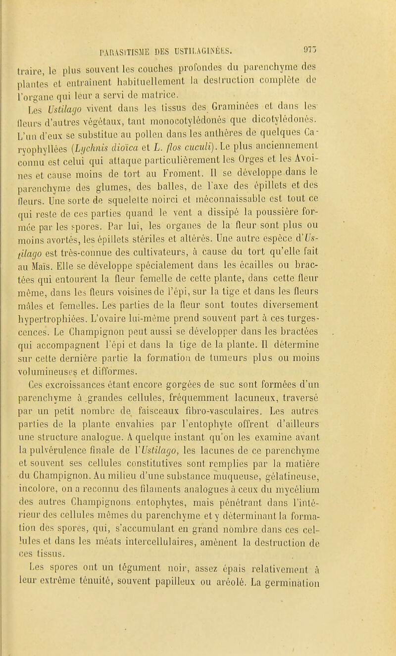 traire, le plus souvent les couches profondes du parenchyme des plantes et entraînent habituellement la desiruction complète de l'organe qui leur a servi de matrice. Les Ustilacjo vivent dans les lissus des Graminées et dans les- llcurs d'autres végétaux, tant monocotylédonés que dicotylédonés. L'un d'eux se substitue au pollen dans les anthères de quelques Ca- ryophyllées {Lychnis dioïca et L. flos cuculi). Le plus anciennement connu est celui qui attaque particulièrement les Orges et les Avoi- nes et cause moins de tort au Froment. 11 se développe.dans le parenchyme des glumes, des balles, de l'axe des èpillets et des fleurs. Une sorte de squelelte noirci et méconnaissable est tout ce qui reste de ces parties quand le vent a dissipé la poussière for- mée par les spores. Par lui, les organes de la fleur sont plus ou moins avortés, les épillets stériles et altérés. Une autre espèce à'Us- t'dago est très-connue des cultivateurs, à cause du tort qu'elle fait au Maïs. Elle se développe spécialement dans les écailles ou brac- tées qui entourent la fleur femelle de cette plante, dans cette fleur même, dans les fleurs voisines de l'épi, sur la lige et dans les fleurs mâles et femelles. Les parties de la fleur sont toutes diversement hypertrophiées. L'ovaire lui-même prend souvent part à ces turges- cences. Le Champignon peut aussi se développer dans les bractées qui accompagnent l'épi et dans la tige de la plante. Il détermine sur celte dernière partie la formation de tumeurs plus ou moins volumineuses et difformes. Ces excroissances étant encore gorgées de suc sont formées d'un parenchyme à .grandes cellules, fréquemment lacuneux, traversé par un petit nombre de faisceaux fibro-vasculaires. Les autres parties de la plante envahies par l'entophyte offrent d'ailleurs une structure analogue. A quelque instant qu'on les examine avant la pulvérulence finale de ÏUstilago, les lacunes de ce parenchyme et souvent ses cellules constitutives sont remplies par la matière du Champignon. Au milieu d'une substance muqueuse, gélatineuse, incolore, on a reconnu des filaments analogues à ceux du mycélium des autres Champignons entophytes, mais pénétrant dans l'inté- rieur des cellules mêmes du parenchyme et y déterminant la forma- tion des spores, qui, s'accumulant en grand nombre dans ces cel- lules et dans les méats intercellulaires, amènent la destruction de ces tissus. Les spores ont un tégument noir, assez épais relativement à leur extrême ténuité, souvent papilleux ou aréolé. La germination