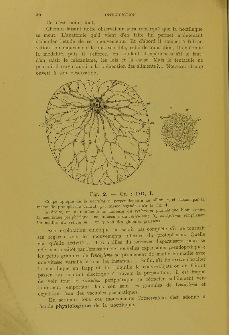 Ce n'est point tout. Chemin faisant notre observateur aura remarqué que la noctiluque se meut. L'anatomie qu'il vient d'en faire lui permet maintenant d'aborder l'étude de ses mouvements. Et d'abord il soumet à l'obser- vation son mouvement le plus sensible, celui de translation. Il en étudie la modalité, puis il s'efforce, en s'aidant d'expériences s'il le faut, d'en saisir le mécanisme, les lois et la cause. Mais le tentacule ne pourrait-il servir aussi à la préhension des aliments?... Nouveau champ ouvert à son observation. ùl-r Fig. 2. — Gr. : DD, I. Coupe optique de la noctiluque, perpendiculaire au sillon, s, et passant par la masse de protoplasme central, ^r. Même légende qu'à la fig. 1. A droite, on a représenté un lambeau du reticuïum plasmatique blotti contre la membrane périphérique : pr, trabécules du retiatlum; 7., enchylema remplissant les mailles du reticuïum : on y voit des globules graisseux. Son exploration cinétique ne serait pas complète s'il ne tournait ses regards vers les mouvements internes du protoplasme. Quelle vie, qu'elle activité!... Les mailles du reticuïum disparaissent pour se reformer aussitôt par l'émission de nouvelles expansions pseudopodiques; les petits granules de Yenchylema se promènent de maille en maille avec une vitesse variable à tous lès instants Enfin, s'il lui arrive d'exciter la noctiluque en frappant de l'aiguille le couvre-objets ou en faisant passer un courant électrique à travers la préparation, il est frappe de voir tout le rdiculum périphérique se rétracter subitement vers l'intérieur, emportant dans son sein les granules de Venchylma et expulsant l'èau des vacuoles plasmatiques. En scrutant tous ces mouvements l'obsei-vateur s'est adonne à l'étude physiologique de la noctiluque.