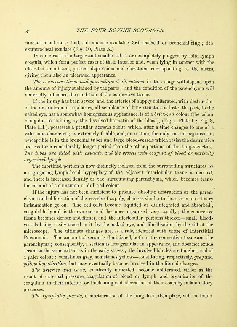 mucous membrane; 2iid, sub-mucous exudate ; 3rd, tracheal or bronchial ring ; 4th, extratracheal exudate (Fig. 10, Plate X.) In some cases the larger and smaller tubes are completely plugged by solid lymph coagula, which form perfect casts of their interior and, when lying in contact with the ulcerated membrane, present depressions and elevations corresponding to the ulcers, giving them also an ulcerated appearance. The connective, tissue and parenchymal alterations in this stage will depend upon the amount of injury sustained by the parts ; and the condition of the parenchyma will materially influence the condition of the connective tissue. If the injury has been severe, and the arteries of supply obliterated, with destruction of the arterioles and capillaries, all semblance of lung-structure is lost; the part, to the naked eye, has a somewhat homogeneous appearance, is of a hrick-red colour (the colour being due to staining by the dissolved hsematin of the blood), (Fig. 1, Plate I.; Fig. 8, Plate III), possesses a peculiar acetous odour, which, after a time changes to one of a valerianic character ; is extremely friable, and, on section, the only trace of organisation perceptible is in the bronchial tubes and large blood-vessels which resist the destructive process for a considerably longer period than the other portions of the lung-structure. The tubes are filled with exudate, and the vessels with coagula of blood or partially organised lymph. The mortified portion is now distinctly isolated from the surrounding structures by a segregating lymph-band, hyperplasy of the adjacent interlobular tissue is marked, and there is increased density of the surrounding parenchyma, which becomes trans- lucent and of a cinnamon or dull-red colour. If the injury has not been sufficient to produce absolute destruction of the paren- chyma and obliteration of the vessels of supply, changes similar to those seen in ordinary inflammation go on. The red cells become liquified or disintegrated, and absorbed ; coagulable lymph is thrown out and becomes organised very rapidly; the connective tissue becomes denser and firmer, and the interlobular portions thicker—small blood- vessels being easily traced in it by the naked eye, and fibrillisation by the aid of the microscope. The ultimate changes rule, identical with those of Interstitial Pneumonia. The amount of serum is diminished, both in the connective tissue and the parenchyma ; consequently, a section is less granular in appearance, and does not exude serum to the same extent as in the early stages ; the involved lobules are tougher, and of a paler colour : sometimes grey, sometimes yellow—constituting, respectively, grey and yellow hepatisaiion, but may eventually become involved in the fibroid changes. IVie arteries and veins, as already indicated, become obliterated, either as the result of external pressure, coagulation of blood or lymph and organisation of the coagulum in their interior, or thickening and ulceration of their coats by inflammatory processes. The lymphatic glands, if mortification of the lung has taken place, will be found