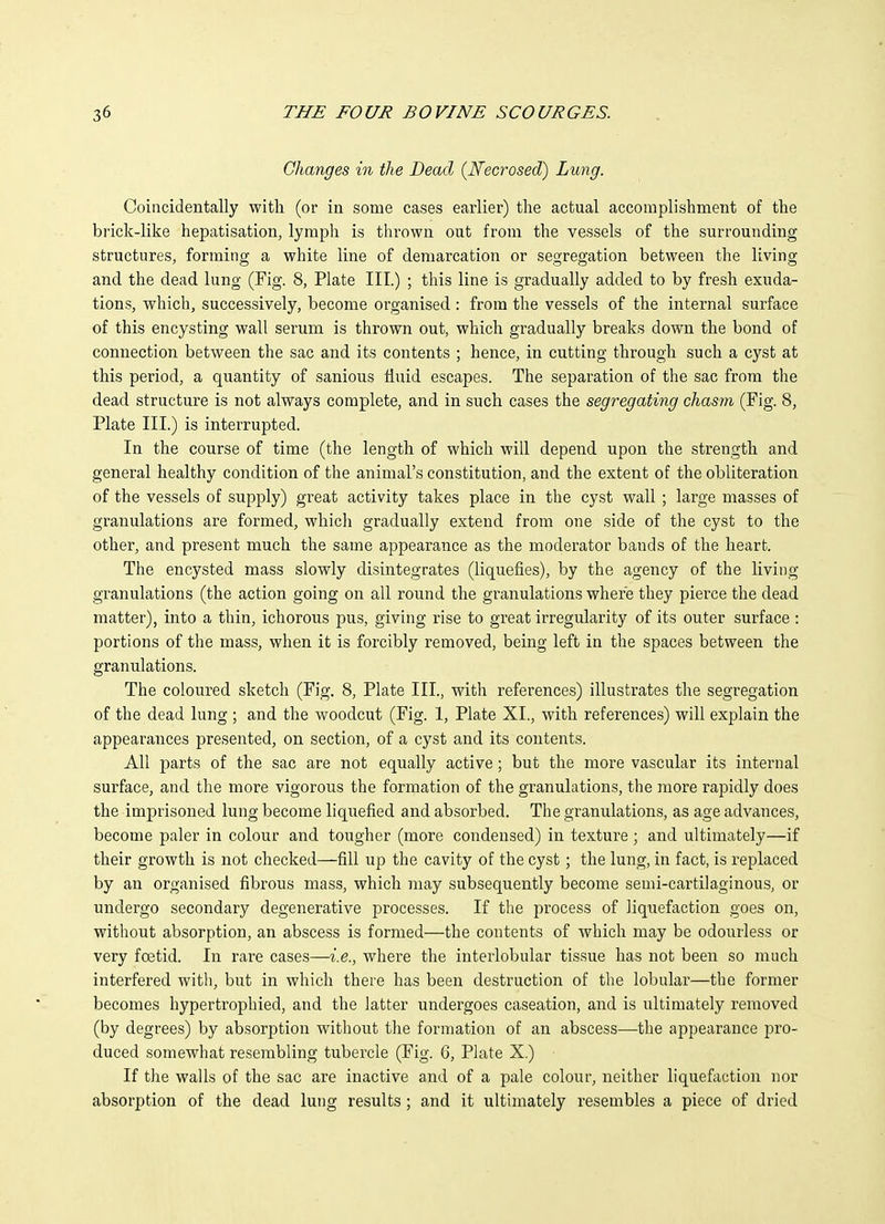 Changes in the Dead {Necrosed) Lung. Coincidentally with (or in some cases earlier) the actual accomplishment of the brick-like hepatisation, lymph is thrown out from the vessels of the surrounding structures, forming a white line of demarcation or segregation between the living and the dead lung (Fig. 8, Plate III.) ; this line is gradually added to by fresh exuda- tions, which, successively, become organised : from the vessels of the internal surface of this encysting wall serum is thrown out, which gradually breaks down the bond of connection between the sac and its contents ; hence, in cutting through such a cyst at this period, a quantity of sanious fluid escapes. The separation of the sac from the dead structure is not always complete, and in such cases the segregating chasm (Fig. 8, Plate III.) is interrupted. In the course of time (the length of which will depend upon the strength and general healthy condition of the animal's constitution, and the extent of the obliteration of the vessels of supply) great activity takes place in the cyst wall ; large masses of granulations are formed, which gradually extend from one side of the cyst to the other, and present much the same appearance as the moderator bands of the heart. The encysted mass slowly disintegrates (liquefies), by the agency of the living granulations (the action going on all round the granulations where they pierce the dead matter), into a thin, ichorous pus, giving rise to great irregularity of its outer surface : portions of the mass, when it is forcibly removed, being left in the spaces between the granulations. The coloured sketch (Fig. 8, Plate III., with references) illustrates the segregation of the dead lung ; and the woodcut (Fig. 1, Plate XL, with references) will explain the appearances presented, on section, of a cyst and its contents. All parts of the sac are not equally active; but the more vascular its internal surface, and the more vigorous the formation of the granulations, the more rapidly does the imprisoned lung become liquefied and absorbed. The granulations, as age advances, become paler in colour and tougher (more condensed) in texture ; and ultimately—if their growth is not checked—fill up the cavity of the cyst; the lung, in fact, is replaced by an organised fibrous mass, which may subsequently become semi-cartilaginous, or undergo secondary degenerative processes. If the process of liquefaction goes on, without absorption, an abscess is formed—the contents of which may be odourless or very foetid. In rare cases—i.e., where the interlobular tissue has not been so much interfered with, but in which there has been destruction of the lobular—the former becomes hypertrophied, and the latter undergoes caseation, and is ultimately removed (by degrees) by absorption without the formation of an abscess—the appearance pro- duced somewhat resembling tubercle (Fig. 6, Plate X.) If the walls of the sac are inactive and of a pale colour, neither liquefaction nor absorption of the dead lung results; and it ultimately resembles a piece of dried