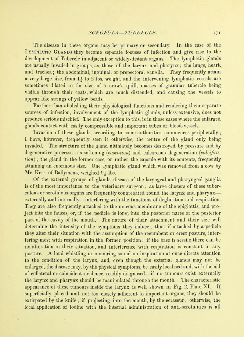 The disease in these organs may be primary or secondary. In the case of the Lymphatic Glands they become separate focuses of infection and give rise to the development of Tubercle in adjacent or widely-distant organs. The lymphatic glands are usually invaded in groups, as those of the larynx and pharynx; the lungs, heart, and trachea; the abdominal, inguinal, or prepectoral ganglia. They frequently attain a very large size, from \\ to 2 lbs. weight, and the intervening lymphatic vessels are sometimes dilated to the size of a crow's quill, masses of granular tubercle being visible through their coats, which are much distended, and causing the vessels to appear like strings of yellow beads. Turther than abolishing their physiological functions and rendering them separate sources of infection, involvement of the lymphatic glands, unless extensive, does not produce serious mischief. The only exception to this, is in those cases where the enlarged glands contact with easily compressible and important tubes or blood-vessels. Invasion of these glands, according to some authorities, commences peripherally ; I have, however, frequently seen it otherwise, the centre of the gland only being invaded. The structure of the gland ultimately becomes destroyed by pressure and by degenerative processes, as softening (caseation) and calcareous degeneration (calcifica- tion) ; the gland in the former case, or rather the capsule with its contents, frequently attaining an enormous size. One lymphatic gland which was removed from a cow by Mr. Kerr, of Ballymena, weighed 9| lbs. Of the external groups of glands, disease of the laryngeal and pharyngeal ganglia is of the most importa,nce to the veterinary surgeon; as large clusters of these tuber- culous or scrofulous organs are frequently congregated round the larynx and pharynx— externally and internally—interfering with the functions of deglutition and respiration. They are also frequently attached to the mucous membrane of the epiglottis, and pro- ject into the fauces, or, if the pedicle is long, into the posterior nares or the posterior part of the cavity of the mouth. The nature of their attachment and their size will determine the intensity of the symptoms they induce; thus, if attached by a pedicle they alter their situation with the assumption of the recumbent or erect posture, inter- fering most with respiration in the former position : if the base is sessile there can be no alteration in their situation, and interference with respiration is constant in any posture. A loud whistling or a snoring sound on inspiration at once directs attention to the condition of the larynx, and, even though the external glands may not be enlarged, the disease may, by the physical symptoms, be easily localised and, with the aid of collateral or coincident evidence, readily diagnosed—if no tumours exist externally the larynx and pharynx should be manipulated through the mouth. The characteristic appearance of these tumours inside the larynx is well shown in Pig. 2, Plate XI. If superficially placed and not too closely adherent to important organs, they should be extirpated by the knife; if projecting into the mouth, by the ecraseur; otherwise, the local application of iodine with the internal administration of anti-scrofulitics is all
