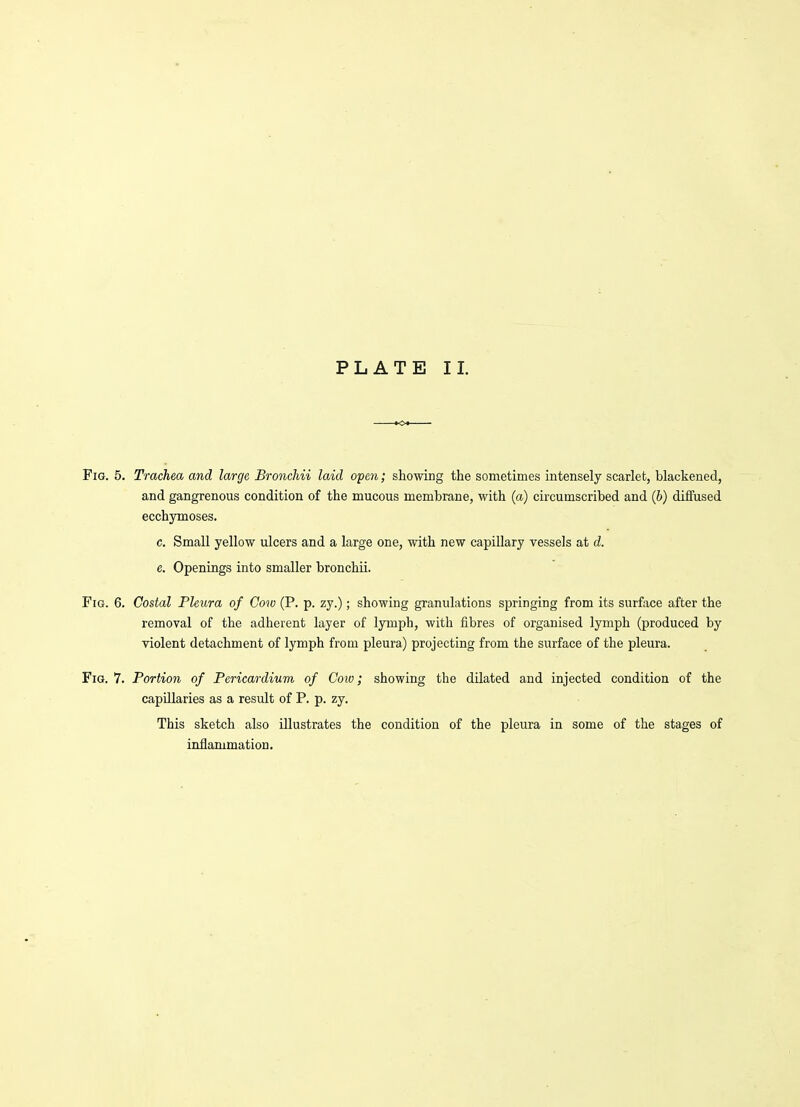 Fig. 5. Trachea and large Bronchii laid o'pen; showing the sometimes intensely scarlet, blackened, and gangrenous condition of the mucous membrane, with (a) circumscribed and (&) diffused ecchymoses. c. Small yellow ulcers and a large one, with new capillary vessels at d. e. Openings into smaller bronchii. Fig. 6. Costal Pleura of Cow (P. p. zy.); showing granulations springing from its surface after the removal of the adherent layer of lymph, with fibres of organised lymph (produced by violent detachment of lymph from pleura) projecting from the surface of the pleura. Fig. 7. Portion of Pericardium of Cow; showing the dilated and injected condition of the capillaries as a result of P. p. zy. This sketch also illustrates the condition of the pleura in some of the stages of inflammation.