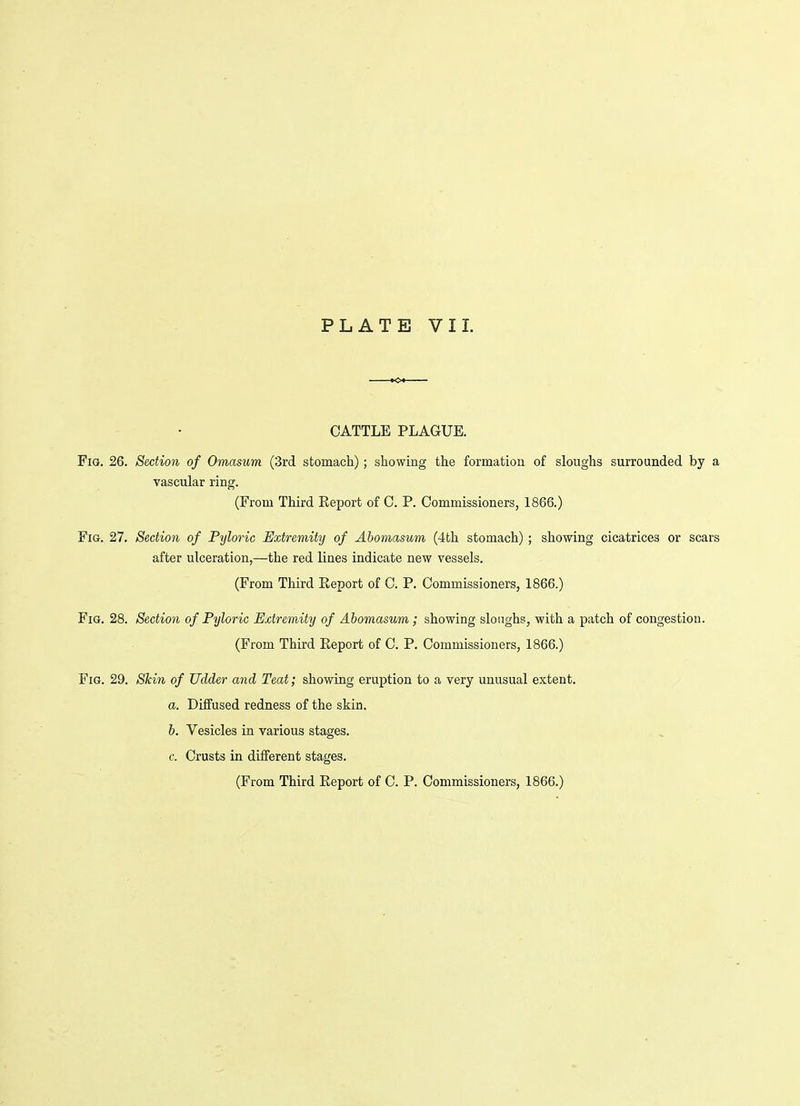CATTLE PLAGUE. Fig. 26. Section of Omasum (3rd stomach); showing the formation of sloughs surrounded by a vascular ring. (From Third Report of C. P. Commissioners, 1866.) Fig. 27. Section of Pyloric Extremity of Abomasum (4th stomach); showing cicatrices or scars after ulceration,—the red lines indicate new vessels. (From Third Eeport of C. P. Commissioners, 1866.) Fig. 28. Section of Pyloric Extremity of Abomasum; showing sloughs, with a patch of congestion. (From Third Report of C. P. Commissioners, 1866.) Fig. 29. SMyi of Udder and Teat; showing eruption to a very unusual extent. a. Diffused redness of the skin. b. Vesicles in various stages. c. Crusts in different stages.