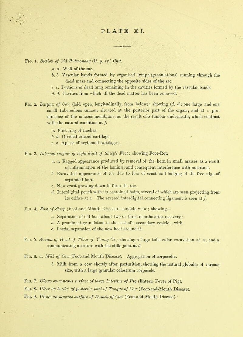 Fig. 1. Section of Old Pulmonary (P. p. zy.) Cyst. a. a. Wall of the sac. b. b. Vascular bands formed by organised lymph (granulations) running through the dead mass and connecting the opposite sides of the sac. c. c. Portions of dead lung remaining in the cavities formed by the vascular bands. d. d. Cavities from which all the dead matter has been removed. Fia. 2. Larynx of Goto (laid open, longitudinally, from below); showing {d. d.) one large and one small tuberculous tumour situated at the posterior part of the organ; and at e. pro- minence of the mucous membrane, as the result of a tumour underneath, which contrast with the natural condition at/. a. First ring of trachea. b. b. Divided cricoid cartilage. c. c. Apices of arytenoid cartilages. Fig. 3. Internal surface of right digit of Sheep's Foot; showing Foot-Rot. a. a. Eagged appearance produced by removal of the horn in small masses as a result of inflammation of the lamince, and consequent interference with nutrition. b. Excavated appearance of toe due to loss of crust and bulging of the free edge of separated horn. c. New crust growing down to form the toe. d. Interdigital pouch with its contained hairs, several of which are seen projecting from its orifice at c. The severed interdigital connecting ligament is seen at /. Fig. 4. Foot of Sheep (Foot-and-Mouth Disease)—outside view ; showing— a. Separation of old hoof about two or three months after recovery ; b. A prominent granulation in the seat of a secondary vesicle ; with c. Partial separation of the new hoof around it. Fig. 5. Section of Head of Tibia of Young Ox; showing a large tubercular excavation at a., and a communicating aperture with the stifle joint at b. Fig. 6. a. Milk of Cow (Foot-and-Mouth Disease). Aggregation of corpuscles. b. Milk from a cow shortly after parturition, showing the natural globules of various size, with a large granular colostrum corpuscle. Fig. 7. Ulcers on mucous surface of large Intestine of Pig (Enteric Fever of Pig). Fig. 8. Ulcer on border of posterior part of Tongue of Cow (Foot-and-Mouth Disease). Fig. 9. Ulcers on mucous surface of Bumen of Cow (Foot-and-Mouth Disease).