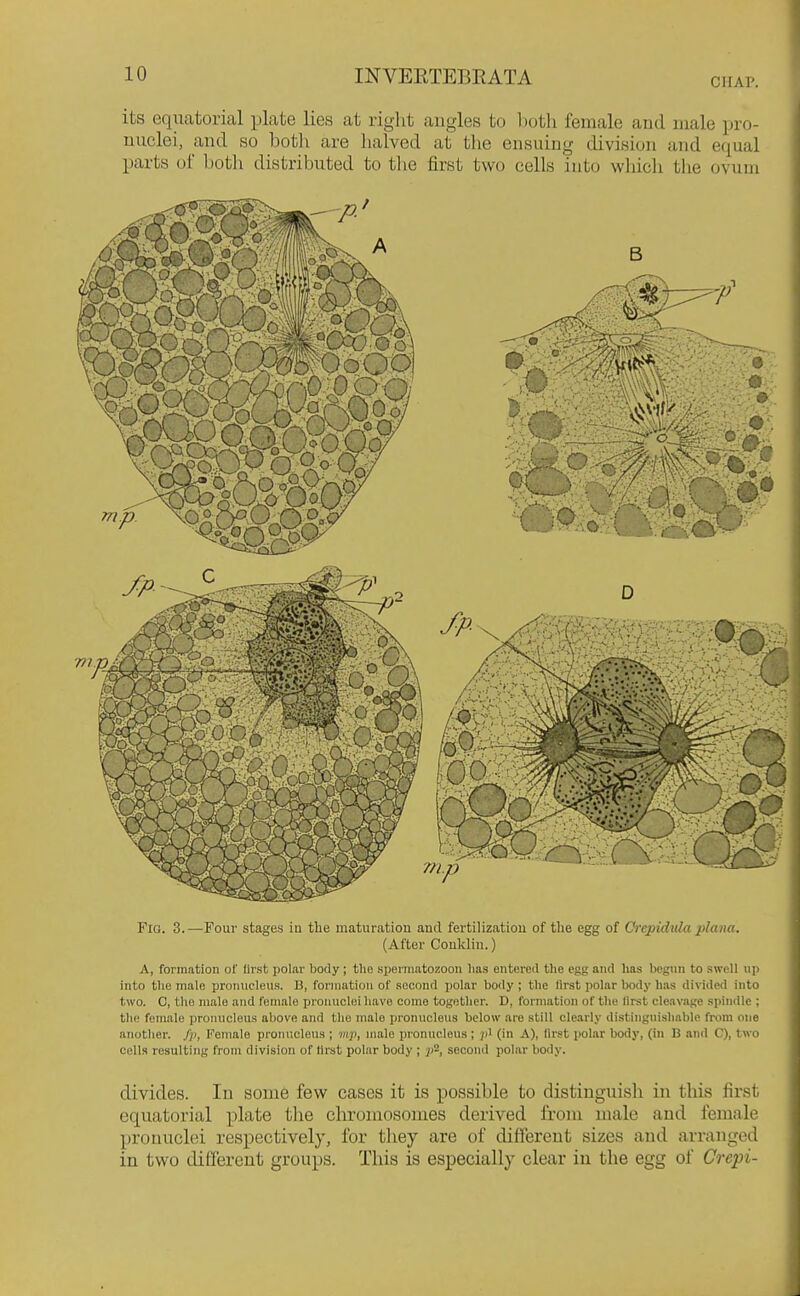 its equatorial plate lies at riglit angles to both female and male pro- nuclei, and so botli are halved at the ensuing division and equal parts of both distributed to the first two cells into which the ovum Fia. 3.—Four stages in the maturation and fertilization of the egg of Chxpidtilaplana. (After Couklin.) A, formation of (Irst polar body ; thn .si)ermatozoon lias entered the egg and has begun to swell up into the male pronucleus. B, formation of second polar body ; the llrst polar body has divided into two. C, the male and female jiroiuiclei have come together. D, formation of the lirst cleavage spindle ; the female pronucleus above and the male pronucleus below are still clearly distinguishable from one another, fji, Female pronucleus ; mp, male pronucleus ; jil (in A), first polar body, (in B and C), two cells resulting from division of llrst polar body ; second polar body. divides. In some few eases it is possible to distinguish in this first equatorial plate tlie chromosomes derived from male and female pronuclei respectively, for they are of different sizes and arranged in two different groups. This is especially clear in the egg of Crepi-