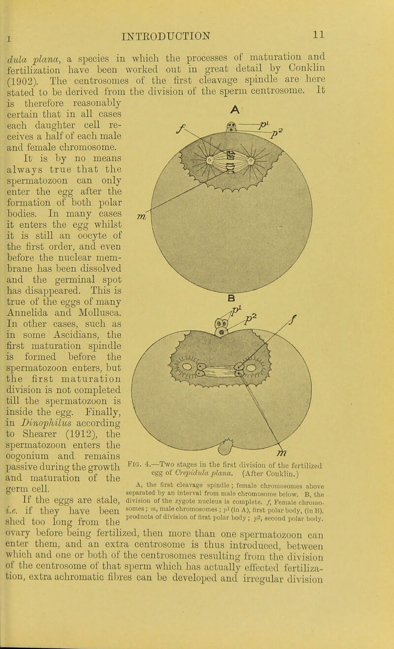 dibla plana, a species in whicli the processes of maturation and fertilization have been worked out in great detail by Conklin (1902). The centrosomes of the first cleavage spindle are here stated to bo derived from the division of the sperm centrosome. It is therefore reasonably . certain that in all cases ^ each daughter cell re- ceives a half of each male and female chromosome. It is by no means always true that the spermatozoon can only enter the egg after the formation of both polar bodies. In many cases it enters the egg whilst it is stiU an oocyte of the first order, and even before the nuclear mem- brane has been dissolved and the germinal spot has disappeared. This is true of the eggs of many Annelida and MoUusca. In other cases, such as in some Ascidians, the first maturation spindle is formed before the spermatozoon enters, but the first maturation division is not completed till the spermatozoon is inside the egg. Finally, in Dinophilus according to Shearer (1912), the spermatozoon enters the oogonium and remains passive during the growth and maturation of the germ cell. If the eggs are stale, i.e. if they have been shed too long from the ovary l)efore being fertihzed, then more than one spermatozoon can enter them, and an extra centrosome is thus introduced, between which and one or both of the centrosomes resulting from the division of tlie centrosome of that sperm which has actually effected fertiliza- tion, extra achromatic fibres can be developed and irregular division 4.—Two .stages iu the first egg of Crepidula plana. livisioii of the fertilized (After Couklin.) A, the lirst cleavage spimilo ; female cliroiiK)soiiie.s above separated by an interval from male cliromosomo below. B, the division of the zygote niiclens i.s complete. /, Female eliromo- somes ; m, male chromosomes ; pi (in A), llrst polar body, (in 11), products of division of first polar body ; p'\ second polar body.