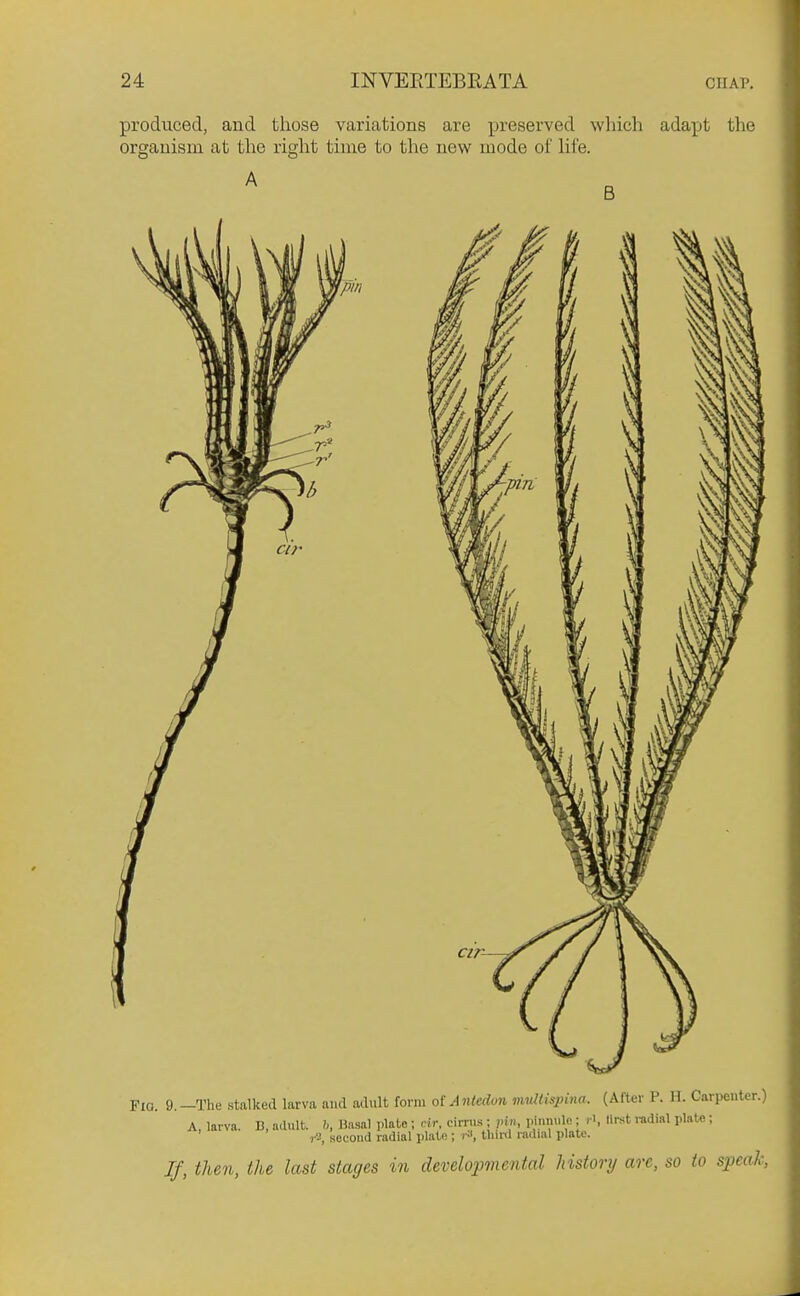 produced, and those variations are preserved wliich adapt the organism at the right time to the new mode of Hfe. B Fig. 9.—The stalked larva and adult form ol Antedon mvltispina. (After P. H. Carpenter.) A larva. B, adult, h, Hasal plate ; rir, cirni.s ; vin, ; r\ llrst radial plate; 1-2, second radial plati!; r-\ thinl radial plate. If, then, the last stages in developmental historij are, so to speak,