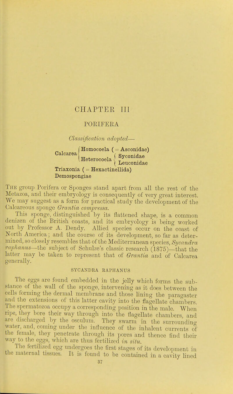 Calcarea-^ POEIFERA Classification adopted— THomocoela (= Asconidae) iHeterocoela|?y^°^^*ff I Leuconidae Triaxonia (= Hexactinellida) Demospongiae The group Porifera or Sponges stand apart from all the rest of the Metazoa, and their embryology is consequently of very great interest. We may suggest as a form for practical study the development of the Calcareous sponge Grantia compressa. This sponge, distinguished by its flattened shape, is a common denizen of the British coasts, and its embryology is being worked out by Professor A. Dendy. Allied species occur on the coast of North America; and the course of its development, so far as deter- mined, so closely resembles that of the Mediterranean species, Sycandra raphanus—the subject of Schulze's classic research (1875)—that the latter may be taken to represent that of Grantia and of Calcarea generally. SYCANDRA RAPHANUS The eggs are found embedded in the jelly which forms the sub- stance of the wall of the sponge, intervening as it does between the cells forming the dermal membrane and tliose lining the para^-aster and the extensions of this latter cavity into the flagellate cliambers. The spermatozoa occupy a corresponding position in the male. When ripe, they bore their way through into the flagellate chambers and are discharged by the osculum. They swarm in tlie surroundina water, and, coming under the induence of the inhalent currents o1 the iemale, they penetrate through its pores and thence find their way to the eggs, wliich are thus fertilized in situ. The fertiUzed egg undergoes the first stages of its development in the maternal tissues. It is found to be contained in a cavity Uned