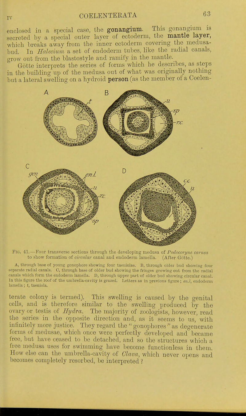 enclosed in a special case, the gonangium. This gonangium is secreted by a special outer layer of ectoderm, the mantle layer, which breaks away from the inner ectoderm covering the medusa- bud. In Halecmm a set of eudoderm tubes, like the radial canals, grow out from the blastostyle and ramify in the mantle. Gotte interprets the series of forms which he describes, as steps in the building up of the medusa out of what was originally nothing but a lateral swelling on a hydroid person (as the member of a Coelen- FiG. 41.—Four transverse sections throngh the developing medusa of Podocoryne camea to sliow formation of circular canal and endoderm lamella. (After Gcitte.) A, tlivongh base of young gonoplxore showing four taeniolae. B, through oMer bud .showing four separate radial canals. C, through base of older bud showing the fringes gi-owing out from the radial canals which form the endoderm lamella. D, through upper part of older bud showing circular canal. In this figure the roof of the umbrella-cavity is grazed. Letter.s as in previous figure ; tn.l, endoderm lamella; t, taeniola. terate colony is termed). This swelling is caused by the genital cells, and is therefore similar to the swelling produced by the ovary or testis of Eydra. The majority of zoologists, however, read the series in the opposite direction and, as it seems to us, with infinitely more justice. They regard the  gonophores  as degenerate forms of medusae, which once were perfectly developed and became free, but have ceased to be detached, and so tlio structures which a I'ree medusa uses for swimming have become functionless in them. How else can the umbrella-cavity of Glma, which never opens and becomes completely resorbed, be interpreted ?