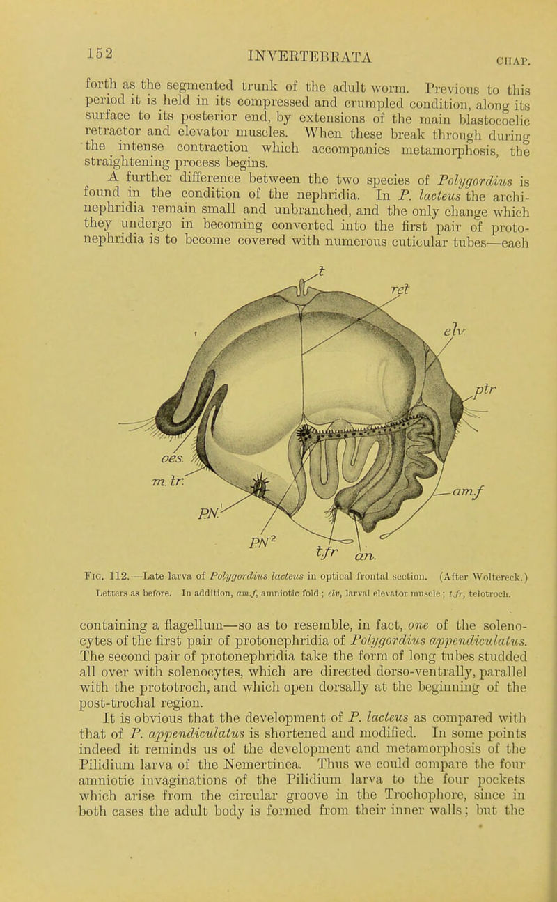 CHAP. forth as the segmented trunk of the adult worm. Previous to this period it is held in its compressed and crumpled condition, along its surface to its posterior end, by extensions of the main blastocoelic retractor and elevator muscles. When these break through during the _ intense contraction which accompanies metamorphosis, the straightening process begins. A further difference between the two species of PolygorcUus is found in the condition of the nephridia. In P. lacteus the archi- nephridia remain small and unbranched, and the only change which they undergo in becoming converted into the first pair of proto- nephridia is to become covered with numerous cuticular tubes—each Fio. 112.—Late larva of Polygordius lacteus in optical frontal section. (After Woltereck.) Letters as before. In addition, am.f, amniotic fold ; elv, larval elevator muscle ; t.fr, telotroch. containing a flagellum—so as to resemble, in fact, one of the soleno- cytes of the first pair of protonephridia of Polygordius appendicv.lakis. The second pair of protonephridia take the form of long tubes studded all over with solenocytes, which are directed dorso-ventrally, parallel with the prototroch, and which open dorsally at the beginning of the post-trochal region. It is obvious that the development of P. lacteus as compared with that of P. appendiculatus is shortened and modified. In some points indeed it reminds us of the development and metamorphosis of the Pilidium larva of the JSTemertinea. Thus we could compare the four amniotic invaginations of the Pilidium larva to the four pockets which arise from the circular groove in the Trochopliore, since in both cases the adult body is formed from their inner walls; but the t/r ptr an.