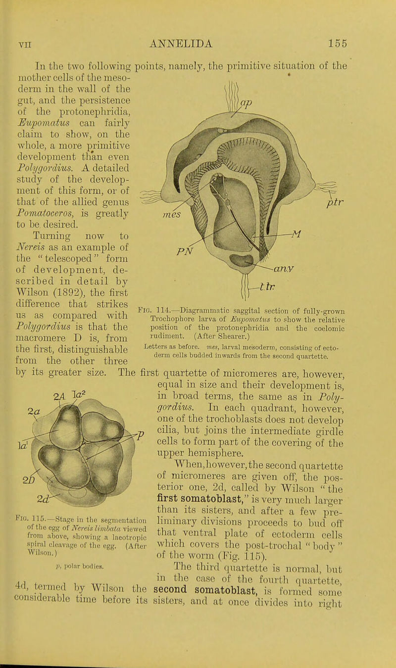In tlie two following points, namely, the primitive sitnation of the mother cells of the meso- derm in the wall of the gut, and the persistence of the protonephridia, Eupomatus can fairly claim to show, on the whole, a more primitive development than even Polygordius. A detailed study of the develop- ment of this form, or of that of the allied genus Pomatoceros, is greatly to be desired. Turning now to Nereis as an example of the  telescoped  form of development, de- scribed in detail by Wilson (1892), the first difference that strikes us as compared with Pohjgordius is that the macromere D is, from the first, distingmshable from the other three by its greater size. The first quartette of micromeres are, however, equal in size and their development is, in broad terms, the same as in Poly- gordius. In each quadrant, however, one of the trochoblasts does not develop cilia, but joins the intermediate girdle cells to form part of the covering of the upper hemisphere. Wlien, however, the second quartette of micromeres are given off, the pos- terior one, 2d, called by Wilson  the first somatoblast, is very much larger than its sisters, and after a few pre- liminary divisions proceeds to bud off that ventral plate of ectoderm cells which covers the post-trochal  body  of the worm (Fig. 115). The third quartette is normal, but in the case of the fourth quartette, second somatoblast, is formed some any Fig. 114.—Diagrammatic saggital section of fnlly-growu Trochopliore larva of JtJupomahis to show the relative position of the protonephridia and the coelomic rudiment. (After Shearer.) Letters as before, mes, larval mesoderm, consi.sting of ecto- derm cells budded inwards from the second quartette. 2A >^ Fig. 115.—Stage in the segmentation of tlie egg of Nereis limbata viewed from above, sliowing a laeotropic spiral cleavage of the egg. (After Wilson.) /', polar bodies. 4d, termed by Wilson the considerable time before its sisters, and at once divides into right