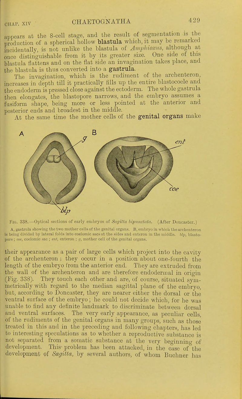 appears at the 8-cell stage, and the result of segineutation is the production of a spherical hollow blastula which, it may be remarked incidentally, is not unlike the blastula of AriqiMoxns, although at once distinguishable from it by its greater size. One side of this blastula flattens and on the flat side an invagination takes place, and the blastula is thus converted into a gastrula. The invagination, which is the rudiment of the archenteron, increases in depth till it practically fills up the entire blastocoele and the endoderm is pressed close against the ectoderm. The whole gastrula then elongates, the blastopore narrows, and the embryo assumes a fusiform shape, being more or less pointed at the anterior and posterior ends and broadest in the middle. At the same time the mother cells of the genital organs make Fig. 338.—Optical sections of early embryos of Sagitla bipunciala. (After Doucaster.) A, gastrula showing the two mother cells of the genital organs. B, embryo in which the archenteron is being ilivided by lateral folds into coelomic sacs at the sides aud euteroii in the middle, hl-p, blasto- pore ; coe, coelomic sac ; ent, enteron ; r/, mother cell of the genital organs. their appearance as a pair of large cells which project into the cavity of the archenteron ; they occur in a position about one-fourth the length of the embryo from the anterior end. They are extruded from the wall of the archenteron and are therefore endodermal in origin (Fig. 338). They touch each other and are, of course, situated sym- metrically with regard to the median sagittal plane of the embryo, but, according to Doncaster, they are nearer either the dorsal or the ventral surface of the embryo; he could not decide which, for he was unable to find any definite landmark to discriminate between dorsal aud ventral surfaces. The very early appearance, as peculiar cells, of the rudiments of the genital organs in many groups, such as those ' treated in this and in the preceding aud following chapters, has led i to interesting speculations as to whetlier a reproductive substance is I not separated from a somatic substance at the very beo-iunimr of development. This- problem has been attacked, in the case of^the development of ^agitta, by several authors, of whom Buchuer has