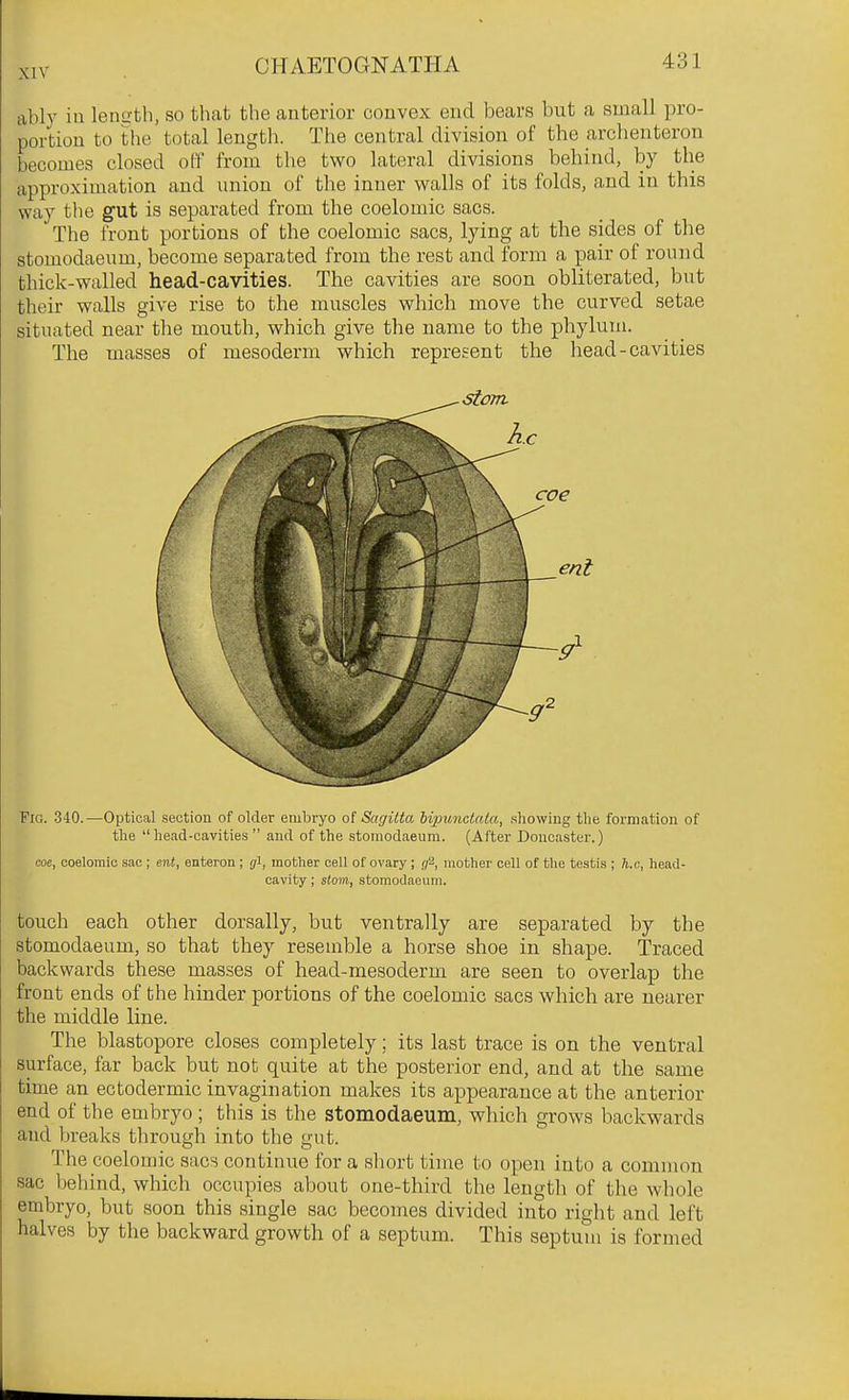 ably ill length, so tliab the anterior convex end bears but a small pro- portion to the total length. The central division of the archeuteron becomes closed off from the two lateral divisions behind, by the approximation and union of the inner walls of its folds, and in this way the gut is separated from the coelomic sacs. The front portions of the coelomic sacs, lying at the sides of the stomodaeum, become separated from the rest and form a pair of round thick-walled head-cavities. The cavities are soon obliterated, but their walls give rise to the muscles which move the curved setae situated near the mouth, which give the name to the phylum. The masses of mesoderm which represent the head-cavities Fig. 340. —Optical section of older embryo of Sagilta bipunciata, .showing the formation of the head-cavities  and of the stomodaeum. (After Doncaster.) coe, coelomic sac ; ent, enteron ; 3I, motlier cell of ovary ; 32, mother cell of the testis ; h.c, head- cavity ; stom, stomodaeuin. touch each other dorsally, but ventrally are separated by the stomodaeum, so that they resemble a horse shoe in shape. Traced backwards these masses of head-mesoderm are seen to overlap the front ends of the hinder portions of the coelomic sacs which are nearer the middle line. The blastopore closes completely; its last trace is on the ventral surface, far back but not quite at the posterior end, and at the same time an ectodermic invagination makes its appearance at the anterior end of the embryo; this is the stomodaeum, which grows backwards and breaks through into the gut. The coelomic sacs continue for a short time to open into a common sac behind, which occupies about one-third the length of the whole embryo, but soon this single sac becomes divided into right and left halves by the backward growth of a septum. This septum is formed