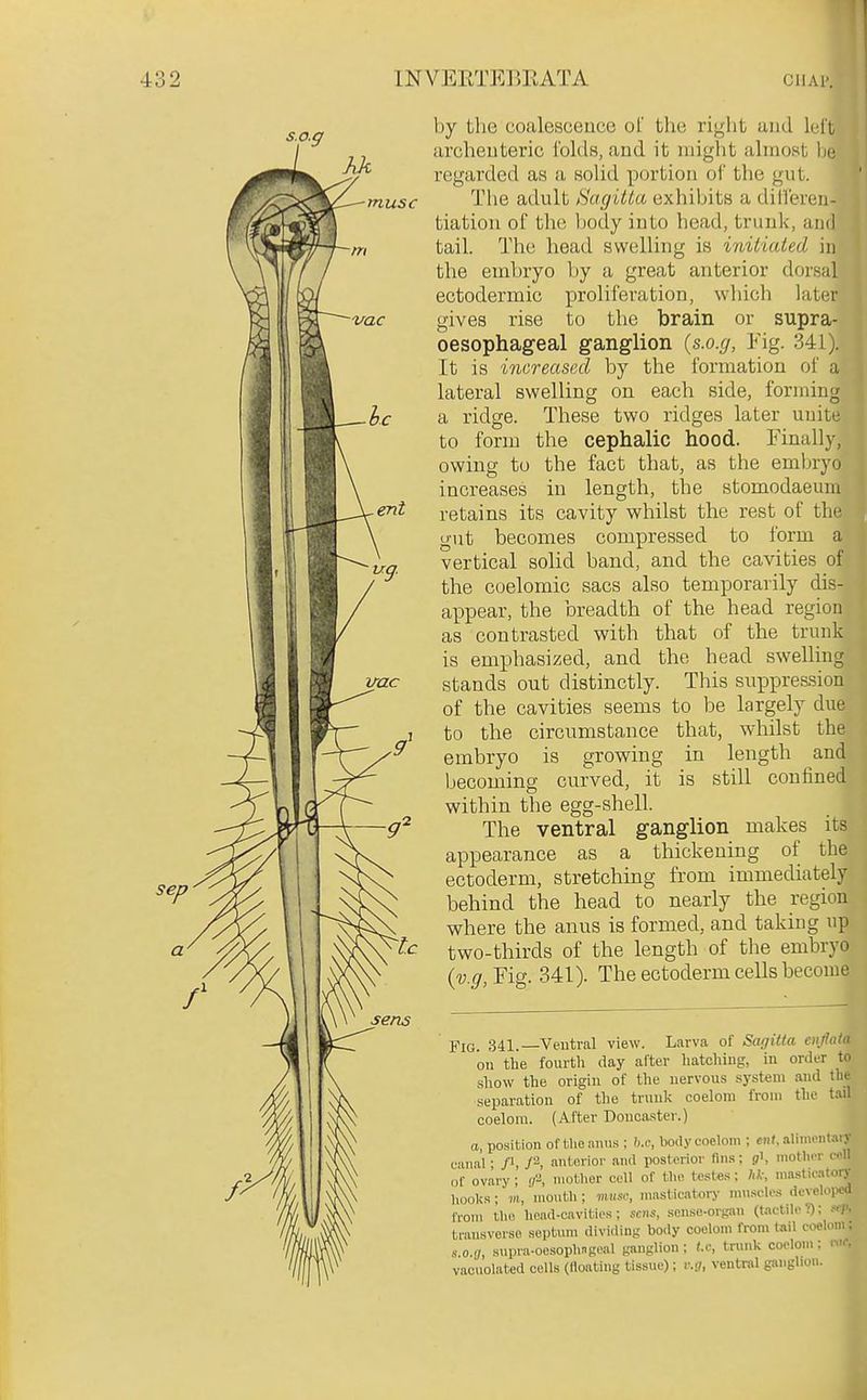 I s.p.g hk -muse -he -ug. vac by the coalescence of the right and lell archeuteric folds, and it might almost \ni regai'ded as a solid portion oi' the gut. Tlie adult fSagitUt exhibits a dilferen- tiation of the body into head, trunlc, and tail. The head swelling is iniiiaied in the embryo Ijy a great anterior dorsal ectodermic proliferation, which later gives rise to the brain or supra- oesophageal ganglion (s.o.g, Fig. 341). It is increased by the formation of a lateral swelling on each side, forming a ridge. These two ridges later unite to form the cephalic hood. Finally, owing to the fact that, as the embryo increases in length, the stomodaeuui retains its cavity whilst the rest of the gut becomes compressed to form a vertical solid band, and the cavities of the coelomic sacs also temporarily dis- appear, the breadth of the head region as contrasted with that of the trunk is emphasized, and the head swelling stands out distinctly. This siippre&sion of the cavities seems to be largely due to the circumstance that, whilst the embryo is growing in length and becoming curved, it is still coniined within the egg-shell. The ventral ganglion makes its appearance as a thickening of the ectoderm, stretching from immediately behind the head to nearly the region where the anus is formed, and taking up two-thirds of the length of the embryo (-y.^. Fig. 341). The ectoderm cells become sens Fig. 341. Ventral view. Larva of Soffitta enjhtta on the fourth day after hatching, in order to show the origin of the nervous .system and the separation of the trunl; coelom from the tail coelora. (After Doncaster.) a, position of the anus ; h.e, body coelom ; cnf. alimonlaiy canal - /l, P, anterior and posterior fnis; j?', niotbor c'll of ovary; (J\ mother coll of the testes; U; masticatory liooks; m, moutli; vmsc, masticatory nmsdcs dcvel.n>oa from the liead-cavities; sens, sense-orfraii (tactili-?); i'- transverse septum dividing body coelom from tail coelom; s.o.ij, supra-oesoplingeal ganglion; i.c, trunk coelom: y'C, vacuolated cells (floating tissue); v.g, ventral ganglion. 1