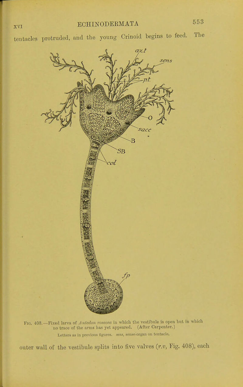 Fio. 408.—Fixed larva of Anledou romcea in which the vestibule is open 1ml in wh'v no trace of the arms lias yet appeared. (After Carpenter.) Letters as in previous llgiires. sens, sense-organ tm Icnlnele. outer wall of the vestibule splits into five valves {r.v, Fig. 408), each