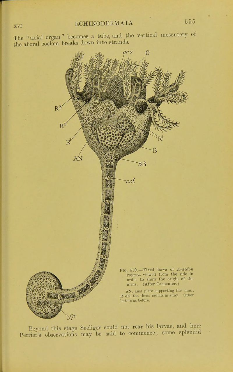 The axial organ becomes a tube, and the vertical mesBBtery of the aboral coelom breaks down into strands. 410.—Fixed larva of Antedo7i rosacea viewed from the side in order to show the origin of the arms. (After Carpenter.) AN, an:il plate supporting tho anus; Hi-R-', tbfi Mu'co radials in a ray Othor lottcM-s as liuforo. Beyond this stage Seeliger could not rear his larvae, and here Perrier's observations may be said to commence; some splendid