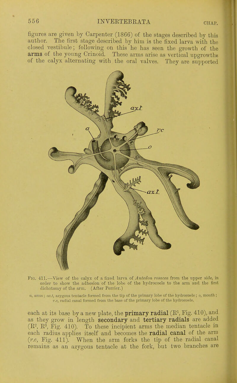 figures are given by Carpenter (1866) of the stages described by tliis author. The first stage described by him is the fixed larva with the closed vestibule; following on this he has seen the growth of the arms of the young Crinoid. These arms arise as vertical upgrowtli« of the calyx alternating with the oral valves. They are supported Fio. 411.—View of the calyx of a fixed larva o{ Aniedon rosacea from the upper side, in order to show the adhesion of the lobe of the hydrocoele to the arm and the first dichotomy of the arm. {After Perrier.) a, anus ; az.t, azygous tentacle formed from the tip of the primary lobe of the hydrocoele; o, month ; r.c, radial canal formed from the base of the primary lobe of the hydrocoele. each at its base by a new plate, the primary radial (E\ Fig. 410), and as they grow in length secondary and tertiary radials are added (R-, R-'', Fig. 410). To these incipient arms the median tentacle in each radius applies itself and becomes the radial canal of the arm (r.c, Fig. 411). When the arm forks the tip of the radial canal remains as an azygous tentacle at the fork, but two branches are