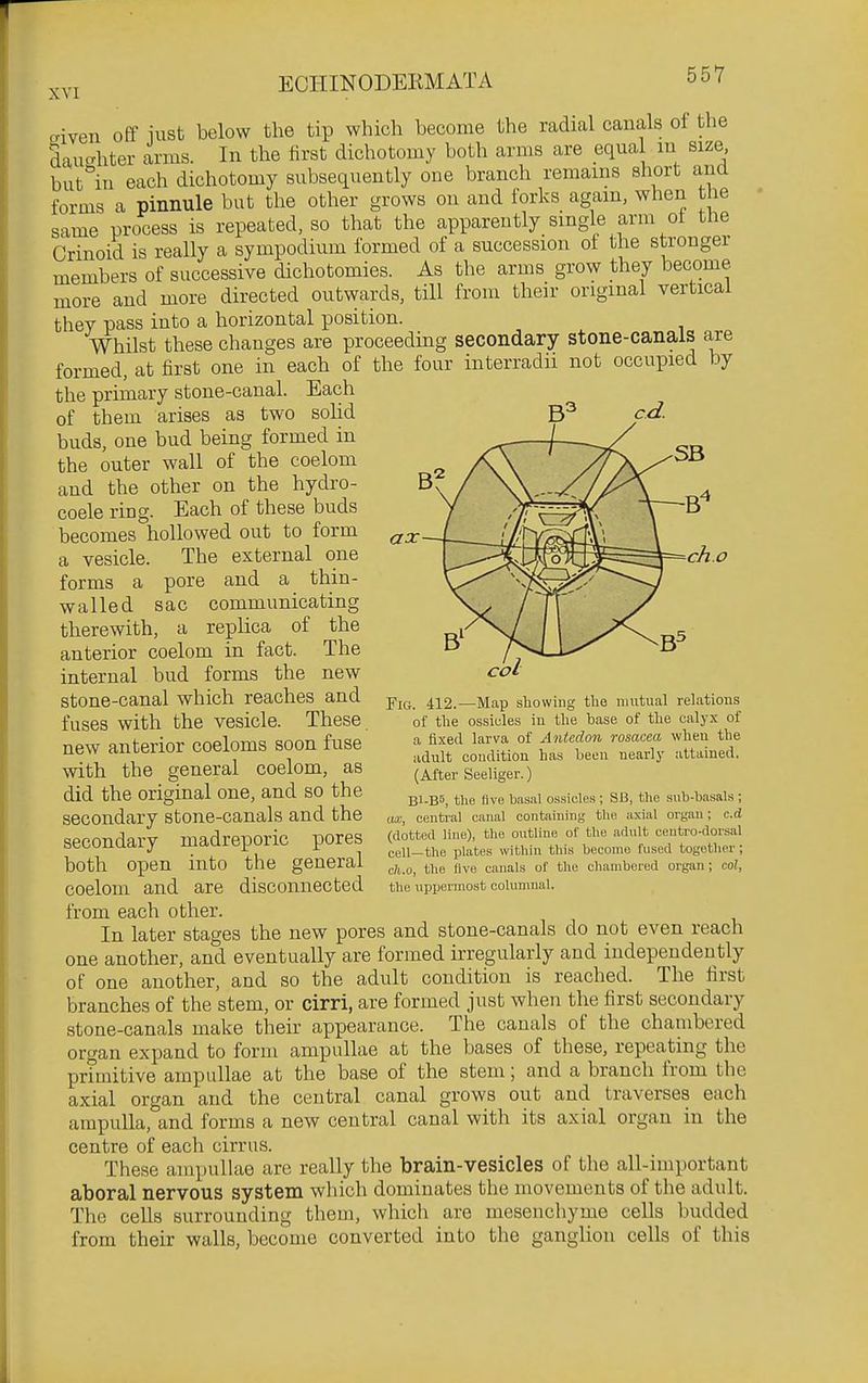 ax ch.o XVI aiveii off iust below the tip which become the radial canals of the dauo-hter arms. In the first dichotomy both arms are equal lu size, but in each dichotomy subsequently one branch remains short and forms a pinnule but the other grows on and forks again, when the same process is repeated, so that the apparently single arm ot the Crinoid is really a sympodium formed of a succession of the stronger members of successive dichotomies. As the arms grow they become more and more directed outwards, till from their original vertical they pass into a horizontal position. Whilst these changes are proceeding secondary stone-canals are formed, at first one in each of the four interradu not occupied by the primary stone-canal. Each of them arises as two sohd buds, one bud being formed in the outer wall of the coelom and the other on the hydro- coele ring. Each of these buds becomes hollowed out to form a vesicle. The external one forms a pore and a thin- walled sac communicating therewith, a replica of the anterior coelom in fact. The internal bud forms the new stone-canal which reaches and fuses with the vesicle. These new anterior coeloms soon fuse with the general coelom, as did the original one, and so the secondary stone-canals and the secondary madreporic pores both open into the general coelom and are disconnected from each other. In later stages the new pores and stone-canals do not even reach one another, and eventually are formed irregularly and independently of one another, and so the adult condition is reached. The iirst branches of the stem, or cirri, are formed just when the first secondary stone-canals make their appearance. The canals of the chambered organ expand to form ampullae at the bases of these, repeating the primitive ampullae at the base of the stem; and a branch from the axial organ and the central canal grows out and traverses each ampulla, and forms a new central canal with its axial organ in the centre of each cirrus. These ampullae arc really the brain-vesicles of the all-important aboral nervous system which dominates the movements of the adult. The ceUs surrounding them, which are mesenchyme cells budded from their walls, become converted into the ganglion cells of this Fig. 412.—Map sliowiiig the mutual relations of the ossicles in the base of the caly.\ of a fixed larva of Antedon rosacea when the adult condition has been nearly attained. (After Seeliger.) B1-B6, the five basal ossicles ; SB, the sub-basals ; Lix, central canal containing the axial organ; c.d (dotted line), the outline of the adult centro-ilorsal cell—the plates within this become fused together; ch.o, the live canals of the chambered organ; col, the uppermost columnal.