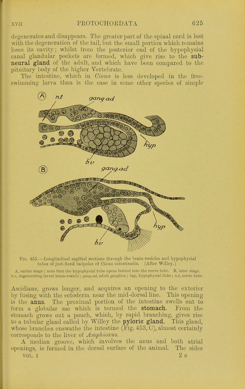 degenerates and disappears. The greater part of the spinal cord is lost with the degeneration of the tail, but the small portion which remains loses its cavity; whilst iroiu the posterior end of the liypophysial canal glandular pockets are fonaed, which give rise to the sub- neural gland of the adult, and which have been compared to the pituitary body of the higher Vertebrate. The intestine, whicli in Giona is less developed in the free- swimming larva than is the. case in some other species of simple Fia. 455.—Longitudinal sagittal sections tlirnngli the braiu-vesicles and hypophysial tubes of just-flxed. tadpoles of Giona intesiinalis. (After Willey.) A, earlier stage ; note that the hypophysial tube open.s behind into the nerve tube. B, later stage. h.v, degenerating larval brain-vesicle'; yanij.ad, ailult ganglion ; hyp, hypophysial tube ; n.t, nerve tube. Ascidians, grows longer, and acquires an opening to the exterior by fusing with the ectoderm near the mid-dorsal line. This opening is the anus. The proximal portion of the intestine swells out to form a gloljular sac which is termed the stomach. Erom the stomach grows out a pouch, which, by rapid brandling, gives rise to a tubular gland called by Willey the pyloric gland. This gland, whose branches enswathe tlie intestine (Fig. 453, C), almost certainly corresponds to the liver of Amphioxus. A median groove, whicli involves the auus and botli atrial openings, is formed in the dorsal surface ol' the animal. The sides VOL. I 2 s