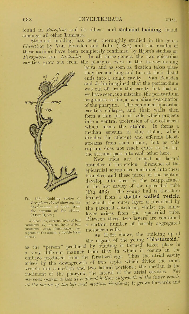 sang tbimd ill Botryllus and its allies ; and stolonial budding, Found amongst all other Tunicata. Stolonial laidding has heen thoroughly studied in tlie genus Glavelina hy Van Benedeii and Juhn (1887), and the results oi tliese authors have been completely confirmed by Hjort's studies on Perophora and Bistaplia. In all three genera the two epicardial cavities grow out Irom the pharynx, even in the i'ree-swimiuing larva, and as soon as fixation takes place they become long and fuse at tlieir distal ends into a single cavity. Van Beneden and Julin imagined that the pericardium was cut off from this cavity, but that, as we have seen, is a mistake: the pericardium originates earher, as a median evagination of the pharynx. The conjoined epicardial cavities collapse, and their walls then form a tliin plate of cells, wliich projects into a ventral protrusion of the ectoderm which forms the stolon. It forms a median septum in tliis stolon, wliich divides the afferent and efferent blood- streams from each other; but as this septum does not reach quite to the tip, the streams pass into each other here. New buds are formed as lateral branches of the stolon. Branches of the epicardial septum are continued into these branches, and these pieces of the septum develop into sacs by the reappearance of the lost cavity of the epicardial tube (Fig. 463). The young bud is therefore formed from a double-walled vesicle, of which the outer layer is furnished by the parental ectoderm, whilst the inner layer arises from the epicardial tube. Between these two layers are contained a certain number of loosely aggregated mesoderm cells. As Hjort shows, the building up of the organs of the young blastozooid, as the person produced by budding is termed, takes place in a very different manner from that in which it occurs in the embryo produced from the fertilized egg. Thus the atrial cavity arises by the downgrowth of two septa, which divide the inner vesicle into a median and two lateral portions; the median is tlie rudiment of the pharynx, the lateral of the atrial cavities, llic nervo'iis system arises as a dorsal holloio outgroioth of the inner vesicle at the harder of the left and median divisions; it grows forwards ana Fia. 463.—Budding stolon of Perophora listen showing tlie development of buds from the septum of the stolon. (After Hjort.) 6, blood ; e.l, external layer of bud rudiment; i.l, internal layer of bud rudiment; sinuj, blood-space; sep, septum of blie stolon, a double layer of cells.