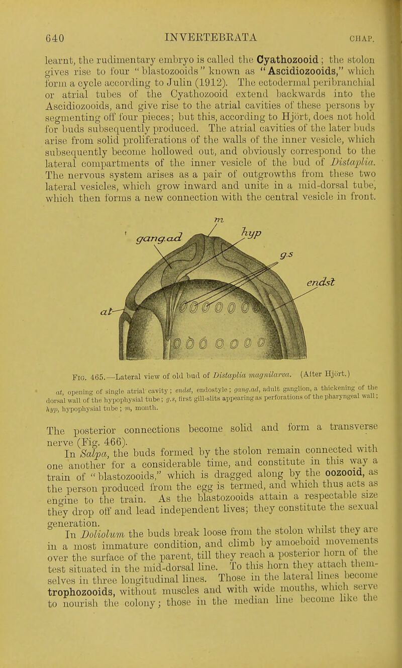 learnt, the rudimentary embryo is called tlie Cyathozooid; the stolon gives rise to four  blastozooids  known as  Ascidiozooids, which form a cycle according to Julin (1912). The ectodermal periljranchial or atrial tubes of the Cyathozooid extend backwards into the Ascidiozooids, and give rise to the atrial cavities of these persons by segmenting off four pieces; but this, according to Hjiirt, does not hold for buds subsequently produced. The atrial cavities of the later buds arise from solid proliferations of the walls of the inner vesicle, which subsetxuently become hollowed out, and obviously correspond to tlie lateral compartments of the inner vesicle of the Imd of Disiajdia. The nervous system arises as a pair of outgrowths from these two lateral vesicles, which grow inward and unite in a mid-dorsal tube, which then forms a new connection with the central vesicle in front. 7n Fig. 465.—Lateral view of old bud of Distaplia magnilarva. (Alter Hjcirt.) at opening of single atrial cavity ; encUt, endostyle; gang.ad, adult ganglion, a thickening of the dorsal wall of the hypophysial tube; g.s, tirst gill-sUts appearing as perforations of the pharyngeal wall; liyp, hypophysial tube ; m, moiith. The posterior connections become solid and form a transverse nerve (Fig. 466). . ^ , -^i In Salpa, the buds formed by the stolon remain connected with one another'for a considerable time, and constitute m this ^yay a tram of  blastozooids, which is dragged along by the oozooid, as the person produced from the egg is termed, and which thus acts as eno-ine to the train. As the blastozooids attain a respectable size they drop off and lead independent lives; they constitute the sexual generation. , , -i i. ^.u In Doliolum the buds break loose from the stolon whilst they are in a most immature condition, and climb by amoeboid movenients over the surface of the parent, till they reach a posterior horn o the test situated in the mid-dorsal Une. To this horn they attach them- selves in tliree longitudinal lines. Those in the lateral hues become trophozooids, without muscles and with wide mouths, which serve to nourish the colony; those in the median line become hke the