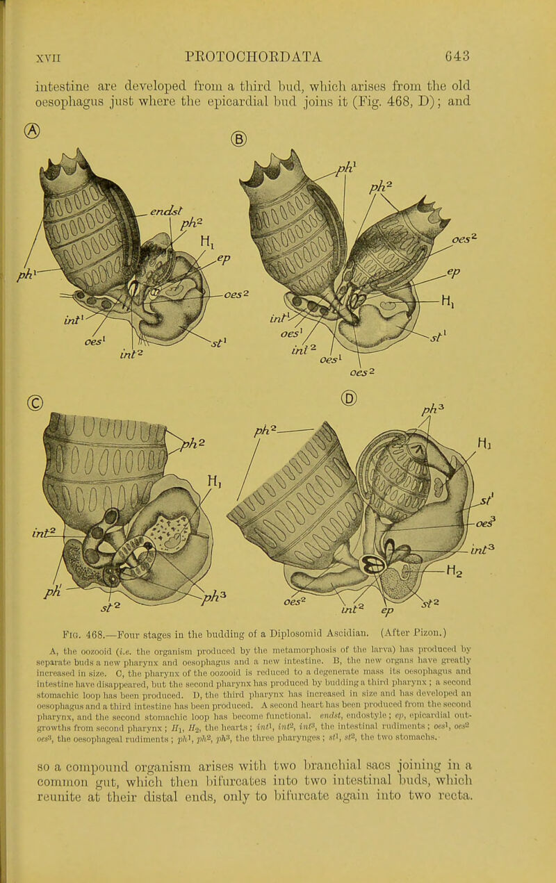 intestine are developed t'roni a third bud, vvliich arises from tlie old oesophagus just vphere the epicardial bud joins it (Fig. 468, D); and Fia. 468.—Four .stages in tlie budding of a Diplosoniid Asoidiaii. (After Pizon.) A, tlie oozooid (i.e. tlie organism produced by the metamorphosis of the Inrvii) has produced by separate buds a now pharynx and oesophagus and a now intestine. B, tho now organs have giratly increased in size. C, tho pharynx of the oozooid is reduced to a dngonorato mass its oesoiihagus and intestine have disappeared, Imt tho second pharynx has iiroducod by budding a third ])harynx ; a .second stomachic looji has Ijeon produced. U, tho third pharynx has increased in size and has devoloiwd an oesophagus and a third intestine has boon produced. A s(!cond heart has boon produced IVom the second pharynx, and the second stomachic loop has become I'unotional. emlft, eiidostyle; ep, epicardial out- growths Irom second pharynx ; Hi, Iln, th<i hearts ; inO, inf^, inP, tho intestiiml rndinients ; oc«l, ofja oes-', the oesophageal rudiments ; plO, ph'i, ph-i, tho three plmrynges ; st\ alS, the two stomachs.' so a compound organism arises with two branchial sacs joining in a common gut, which then bifurcates into two intestinal buds, which reunite at their distal ends, only to bifurcate again into two recta.