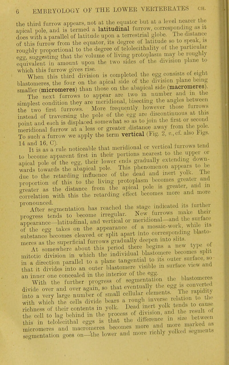 the third furrow appears, not at the equator but at a level nearer tl.e apical pole, and is termed a latitudinal furrow, ctnTespondnig as it does with a parallel of latitude upon a terrestrial glolje. l ie distance of this furrow from the equator, its degree of latitude so to speak is rouo-hly proportional to the degree of telolecithality ol the particular eaosug4sting that the' volume of living protoplasm may be roughly equivalent in amount upon the two sides of the division plane to which this furrow gives rise. • . • n When this third division is completed the egg consists ot eight blastomeres, the four on the apical side of the division P^^^e being smaller (micromeres) than those on the abapical side (macromeres). The next furrows to appear are two m number and in the simplest condition they are meridional, bisecting the angles between th7two first furrows. More frequently however those furrows instead of traversing the pole of the egg are discontinuous at this point and each is displaced somewhat so as to jom the first or second meridional furrow at a'less or greater distance away 1^'°^ To such a furrow we apply the term vertical (Fig. 2, v., cf. also ligs. lUs^i a rule noticeable that meridional or vertical liirrows tend to become apparent first in their portions nearest to the ^PPer or apical pole of the egg, their lower ends gradually extending down- wards towards the fbapical pole. This f—^^^f^!^. ^^^h due to the retarding influence ot the dead and meit jolk. ifie proportion of this to the living protoplasm becomes geater and greater as the distance from the apical pole is greater, and in Correlation with this the retarding effect becomes more and more ^'Tfiertgmentation has reached the stage indicated its further progress tends to become irregular. New _ furrows make^^^ h^^^^^ appearance-latitudinal, and vertical or ^^^'^dional-and the^^ u^^ of the egg takes on the appearance . ^7'?, , substance^ becomes cleaved or split apart into correspondmg blasto- meres as the superficial furrows gradually deepen into slits At somewhere about this period there begins a new t)p^ ot mitotL division m which the i-d-^-^^^f 7^;^ .^^^^^ in a direction parallel to a plane tangential to its tei sm^^^^ that it divides into an outer blastomere visible m surtace ^at^^ and an inner one concealed in the interior ot the egg. ui„gtomeres With the further progress of segmentation the Wastome es divide over and over again, so that eventually '^^'^f^}^^''^^'^^^^^ into a very large number of small cellular elements |^ ^ ^ with which the cells divide bears a rough ^^^t^^^JZ richness of their contents in yolk. Dead mert JO ; ^ei ds U) ^xuse the cell to lag behind in the process ot d;;^^''^^^^ '^^^J^^^ this in telolecithal eggs is that the difference ^^^'IJ^T^'^^ mSromeres and macrSmeres becomes more and more ^f^^ seamentation goes ou-the lower and more richly yolked segments
