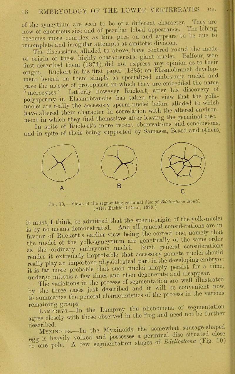 of the syncytium are seen to be of a different character. They are now of enormous size and of peculiar lobed appearance. The lobmg becomes more complex as thne goes on and appears to be due to incomplete and irregular attempts at amitotic division. The discussions, alluded to aliove, have centred round the mode of origin of these highly characteristic giant nuclei. Baltour, who first described them (1874), did not express any opinion as to their origin. Riickert in his first paper (1885) on Elasmobranch develop- ment looked on them simply as specialized embryonic nuclei and .rave the masses of protoplasm in which they are embedded the name merocytes. Latterly however Riickert, after his discovery ot polyspermy in Eiasmobranchs, has taken the view that the yoik- nuclei are really the accessory sperm-nuclei before alluded to which have altered their character in correlation with the altered environ- ment in which they find themselves after leaving the germinal disc. In spite of Rlickert's more recent observations and conclusions, and in spite of their being supported by Samassa, Beard and others. 10 —Views of the segmenting germinal .li.sc of Bdellustoma stouti. (After Bashford Dean, 1899.) it must I think, be admitted that the sperm-origin of the yolk-nuclei is by no means demonstrated. And all general considerations are m favour of Riickert's earlier view being the correct one namely that the nuclei of the yolk-syncytium are geneticaUy of the same order as the ordinary embryonic nuclei. Such general oonsiderations render it extremely improbable that accessory gamete nuclei should really play an important physiological part in the developing embryo : it is far more probable that such nuclei simply persist tor a time, undergo mitosis a few times and then degenerate and disappear. The variations in the process of segmentation are weU illustiated by the three cases just described and it will be convenient now. to summarize the geieral characteristics of the process m the various SS the Lamprey the phenomena of segmentation agree cbsely with those observed in the frog and need not be further '^''MYxmoiDS.-In the Myxinoids the ■some^yhat sausage-shaped egg is heavily yolked and possesses a gei'mina disc situated close to one pole. A few segmentation stages of BdcUodoma (Ing. 10)