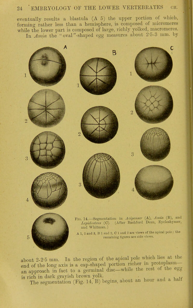 eventually results a blastula (A 5) the upper portion of which, forming rather less than a hemisphere, is composed of micromeres while the lower part is composed of large, richly yolked, macromeres. In Amia the  oval -shaped egg measures about 2-5-3 nmi. by B Fig. 14.—Segmentation in Acipcnscr (A), Amia (B), and Lepidosims (C). (After Baslifovd Dean, Eycleshymer, and Wliitman.) A 1, 2 and 8, D 1 and 2, C 1 and i arc views of the apical pole : the remaining ligures ai'e side views. about 2-2-5 mm. In the region of the apical polo which lies at the end of the long axis is a cap-shaped portion richer m protoplasm— an approach in fact to a germinal disc-while the rest ot the egg is rich in dark grayish brown yolk. . The segmentation (Fig. 14, M) begins, about an hour and a halt