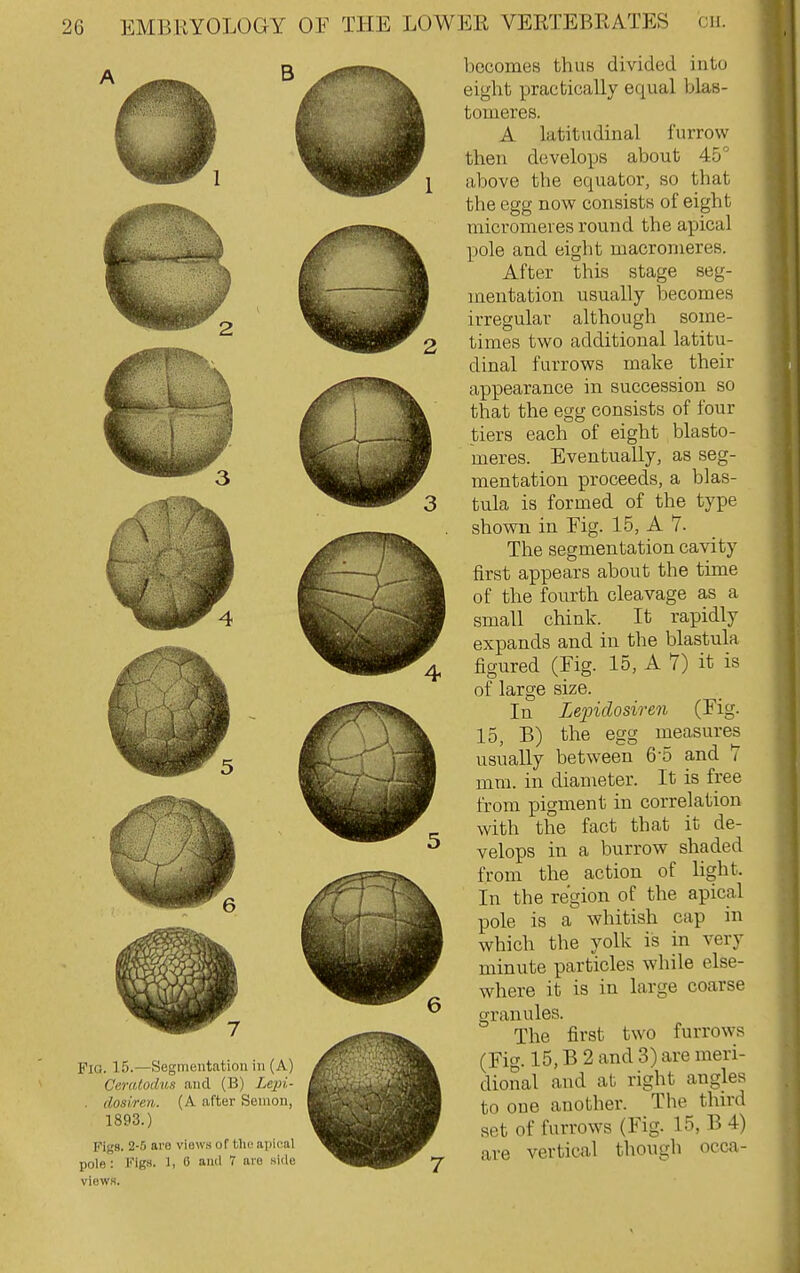 Fig. 15.—Segmentation in (A) Ceratodns and (B) Lepi- . dosi.ren. (A after Senion, 1893.) Figs. 2-5 are views of tlu^ api<;al pole: Figs. 1, 0 ami 7 are side views. becomes thus divided into eight practically equal blas- tomeres. A latitudinal furrow then develops about 45 above the equator, so that the egg now consists of eight micromeres round the ajjical pole and eight macromeres. After this stage seg- mentation usually becomes irregular although some- times two additional latitu- dinal farrows make their appearance in succession so that the egg consists of four tiers each of eight blasto- meres. Eventually, as seg- mentation proceeds, a blas- tula is formed of the type shown in Fig. 15, A 7. The segmentation cavity first appears about the time of the fourth cleavage as a small chink. It rapidly expands and in the blastula figured (Fig. 15, A 7) it is of large size. In Lepidosiren (Fig. 15, B) the egg measures usually between 6-5 and 7 mm. in diameter. It is free from pigment in correlation with the fact that it de- velops in a burrow shaded from the action of light. In the region of the apical pole is a whitish cap in which the yolk is in very minute particles while else- where it is in large coarse granules. The first two furrows (Fig. 15, B 2 and 3) are meri- dional and at right angles to one another. The third set of furrows (Fig. 15, B 4) are vertical though occa-