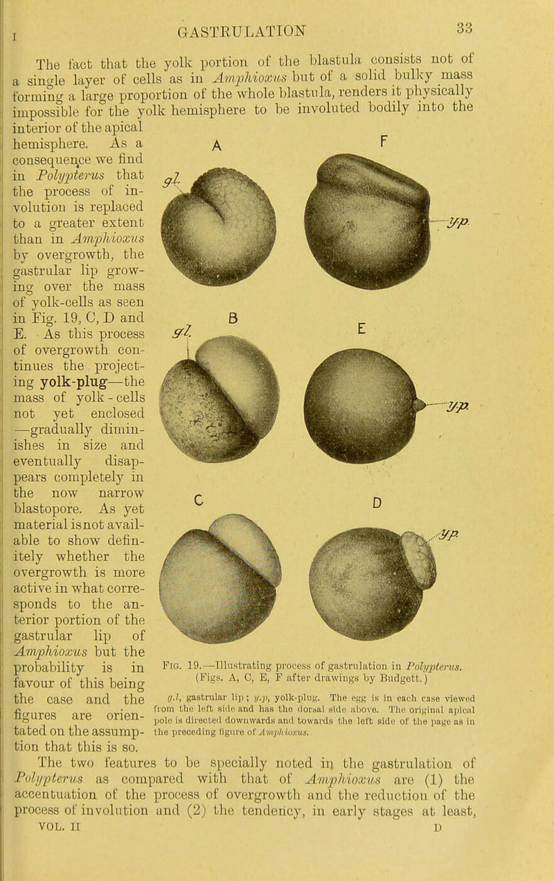 The fact that the yolk portion of tlie blastula consists not of a single layer of cells as in Amphioxus but of a solid bulky mass forming a large proportion of the whole blastula, renders it physically impossible for the yolk hemisphere to be involuted bodily into the interior of the apical hemisphere. As a y\ F consequen^ce we find in Polypterus that the process of in- volution is replaced to a greater extent than in Amphioxus by overgrowth, the gastrular lip grow- ing over the mass of yolk-cells as seen in Fig. 19, C, D and E. As this process of overgrowth con- tinues the project- ing yolk-plug—the mass of yolk - cells not yet enclosed —gradually dimin- ishes in size and eventually disap- pears completely in the now narrow blastopore. As yet material is not avail- able to show defin- itely whether the overgrowth is more active in what corre- sponds to the an- terior portion of the gastrular lip of Amphioxus but the probability is in favour of this being the case and the D Fig. 19.—Illustrating process of gastrulation in Polyjilerus. (Figs. A, C, B, F after drawings by Budgett.) figures are orien- g.l, gastrular lip; y.p, yollc-phig. The egg is in each case viewi^d from the left side and has the dorsal side above. The original ajjical pole is directed downwards and towards tlie left side of the page as in the preceding liguro o\' AmyhUijAis. tated on the assump tion that this is so. The two features to be S])ecially noted in tlie gastrulation of Pohjpterus as compared with that of Amphioxus are (1) the accentuation of the process of overgrowtli and the reduction of the process of involution and (2) the tendency, in early stages at least, VOL. II D