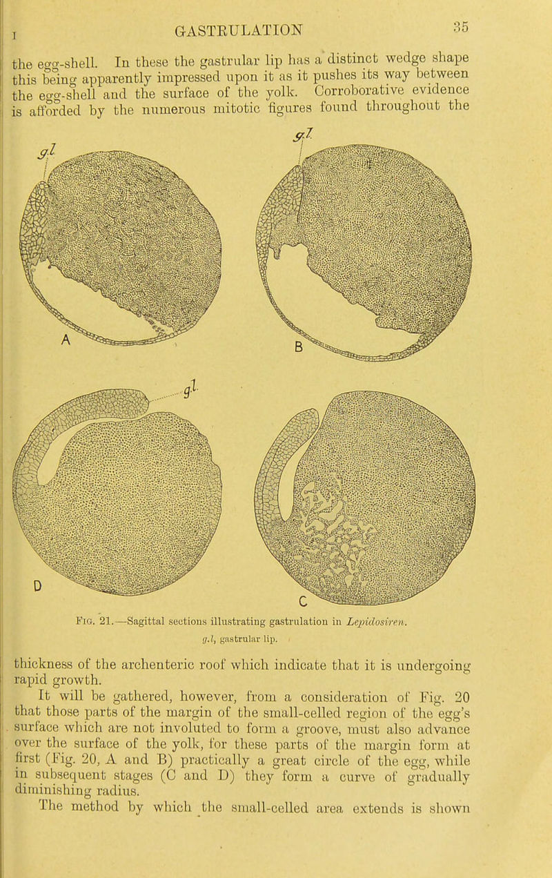 the egcr-shell. In these the gastrular lip has a distinct wedge shape this being apparently impressed upon it as it pushes its way between the egg-shell and the surface of the yolk. Corroborative evidence is afl^orded by the numerous mitotic figures found throughout the Fig. 21,—Sagittal sections illustrating gastrulation in Lepidosire.n. g.l, gastrular lix). thickness of the archenteric roof which indicate that it is undergoing rapid growth. It will be gathered, however, from a consideration of Fig. 20 that those parts of the margin of the small-celled region of the egg's surface which are not involuted to form a groove, must also advance over the surface of the yolk, for these parts of the margin form at first (Fig. 20, A and B) practically a great circle of the egg, while in subsequent stages (C and D) they form a curve of gradually diminishing radius. The method by which tlie small-celled area extends is shown