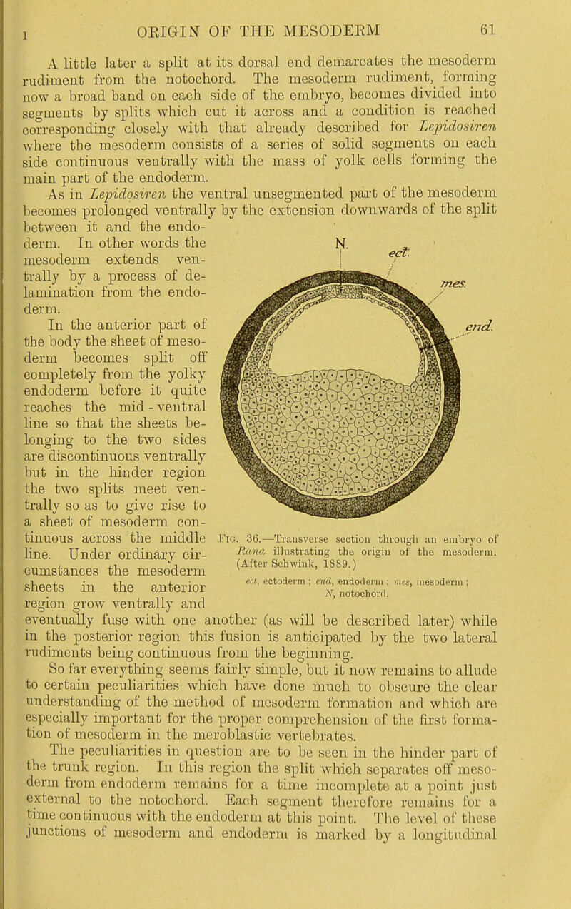 1 ect. Tries. end. A little later a split at its dorsal end demarcates the mesoderm rudimeut from the notochord. The mesoderm rudimeiit, forming now a broad baud on each side of the embryo, becomes divided into segments by splits which cut it across and a condition is reached corresponding closely with that already described for Leindosiren where the mesoderm consists of a series of solid segments on each side continuous veutrally with the mass of yolk cells forming the main part of the endoderm. As in Lepidqsiren the ventral unsegmented part of the mesoderm becomes prolonged ventrally by the extension downwards of the split between it and the endo- derm. In other words the N. mesoderm extends ven- j trally by a process of de- lamination from the endo- derm. In the anterior part of the body the sheet of meso- derm becomes split off completely from the yolky endoderm before it quite reaches the mid - ventral line so that the sheets be- longing to the two sides are discontinuous ventrally but in the hinder region the two sphts meet ven- trally so as to give rise to a sheet of mesoderm con- tinuous across the middle line. Under ordinary cir- cumstances the mesoderm sheets in the anterior region grow ventrally and eventually fuse with one another (as will be described later) while in the posterior region this fusion is anticipated by the two lateral rudiments being continuous from the beginning. So far everytliing seems fairly simple, but it now remains to allude to certain pecuharities which have done much to obscure the clear understanding of the method of mesoderm formation and which are especially important for the proper comprehension of the first forma- tion of mesoderm in the meroblastic vertebrates. The peculiarities in question are to be seen in the hinder part of the trunk region. In this region the split which separates off meso- derm from endoderm remains for a time incomplete at a point just external to the notochord. Each segment therefore remains for a time continuous with the endoderui at this point. The level of these junctions of mesoderm and endoderm is marked by a longitudinal Fiti. 36.—Transverse section throiigli au embryo of Rana illustrating the origin of the mesoderm. (After Schwiuk, 1889.) ect, ectoderm ; end, endoderm ; »ies, mesoderm ; -V, notochord.