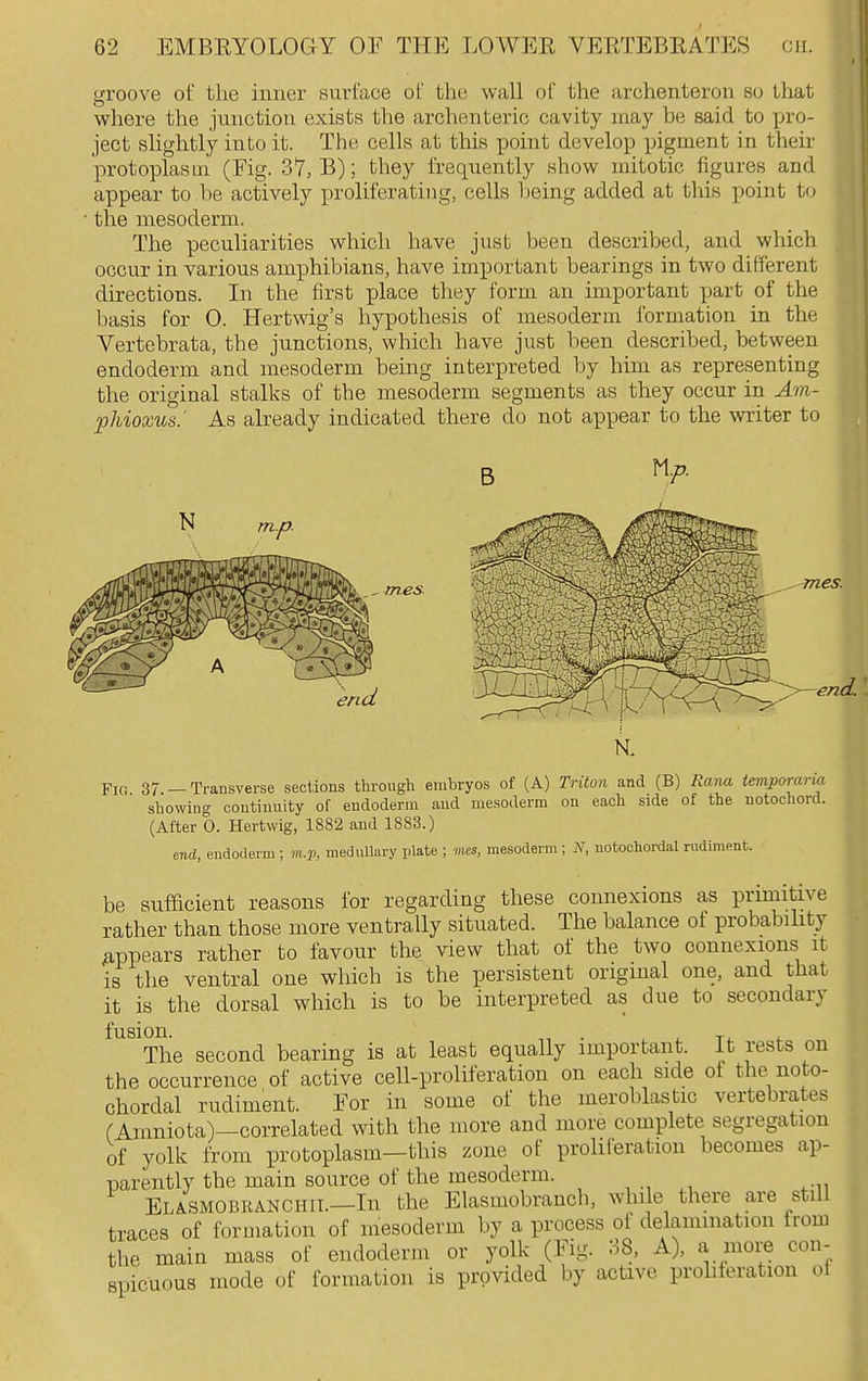 groove of the inner surface of the wall of the archenteron so that where the junction exists the archenteric cavity may be said to pro- ject slightly into it. The cells at this point develop pigment in their protoplasm (Fig. 37, B); they frequently show mitotic figures and appear to be actively proliferating, cells being added at this point to the mesoderm. The peculiarities which have just been described, and which occur in various amphibians, have important bearings in two different directions. In the first place they form an important part of the basis for 0. Hertwig's hypothesis of mesoderm formation in the Vertebrata, the junctions, which have just been described, between endoderm and mesoderm being interpreted by him as representing the original stalks of the mesoderm segments as they occur in Am- phioxus.' As already indicated there do not appear to the writer to B n.p. N m., P mes. mes. y—enc Fici 37 — Transverse sections through embryos of (A) Triton and (B) Rana temporaria showing continuity of endoderm and mesoderm on each side of the notochord. (After 0. Hertwig, 1882 and 1883.) end, endoderm; m.p, medullary plate ; mes, mesoderm; J^, notochordal rudiment. be sufBcient reasons for regarding these connexions as primitive rather than those more ventrally situated. The balance of probability mDpears rather to favour the view that of the two connexions it is the ventral one which is the persistent original one, and that it is the dorsal which is to be interpreted as due to secondary fusion. . ^ , Ti- t- The second bearing is at least equally important, it rests on the occurrence of active cell-proliferation on each side of the noto- chordal rudiment. For in some of the meroblastic vertebrates fAmniota)—correlated with the more and more complete segregation of yolk from protoplasm—this zone of proliferation becomes ap- parently the main source of the mesoderm. Elasmobranchii.—In the Elasmobranch, while there are still traces of formation of mesoderm by a process ot delammation irom the main mass of endoderm or yolk (Fig. 38, A), a more con- spicuous mode of formation is provided by active prohferation ot