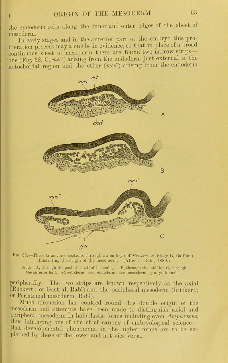 tlie endoderm cells along the. inner and outer edges of the sheet of mesoderm. In early stages and in the anterior part of the_ embryo this pro- liferation process may alone be in evidence, so that in place of a broad continuous sheet of mesoderm there are found two narrow strips— one (Fig. 38, C, mes') arisuig from the endoderm just external to the notochol-dal region and the other (mes) arising from the endoderm Fio. 38.—Three transverse sections tliroiigli an embryo of PriHiurns (Stage B, Balfour), illustrating the origin of the mesoderm. (After C. Rabl, 1889.) Section A, through the posterior Iialf of tlie embryo ; B, throngh tlie iiiiddln ; 0, tlir'ough tlie anterior lialf. c«f, ectoderm ; end, endoderm ; mcs, mesoderm ; y.n, yoll( miclei. peripherally. The two strips are known respectively as the axial (Eiickert; or Gastral, Kabl) and the peripheral mesoderm (Eiickert; or Peristomal mesoderm, Eabl). Much discussion has centred round this double origin of tlie mesoderm and attempts have been made to distinguish axial and peripheral mesoderm in holoblastic forms including even Amphioxus, thus infringing one of the chief canons of embryological science— that developmental phenomena in the higher forms are to be ex- plaiued by those of the lower and not vice versa.