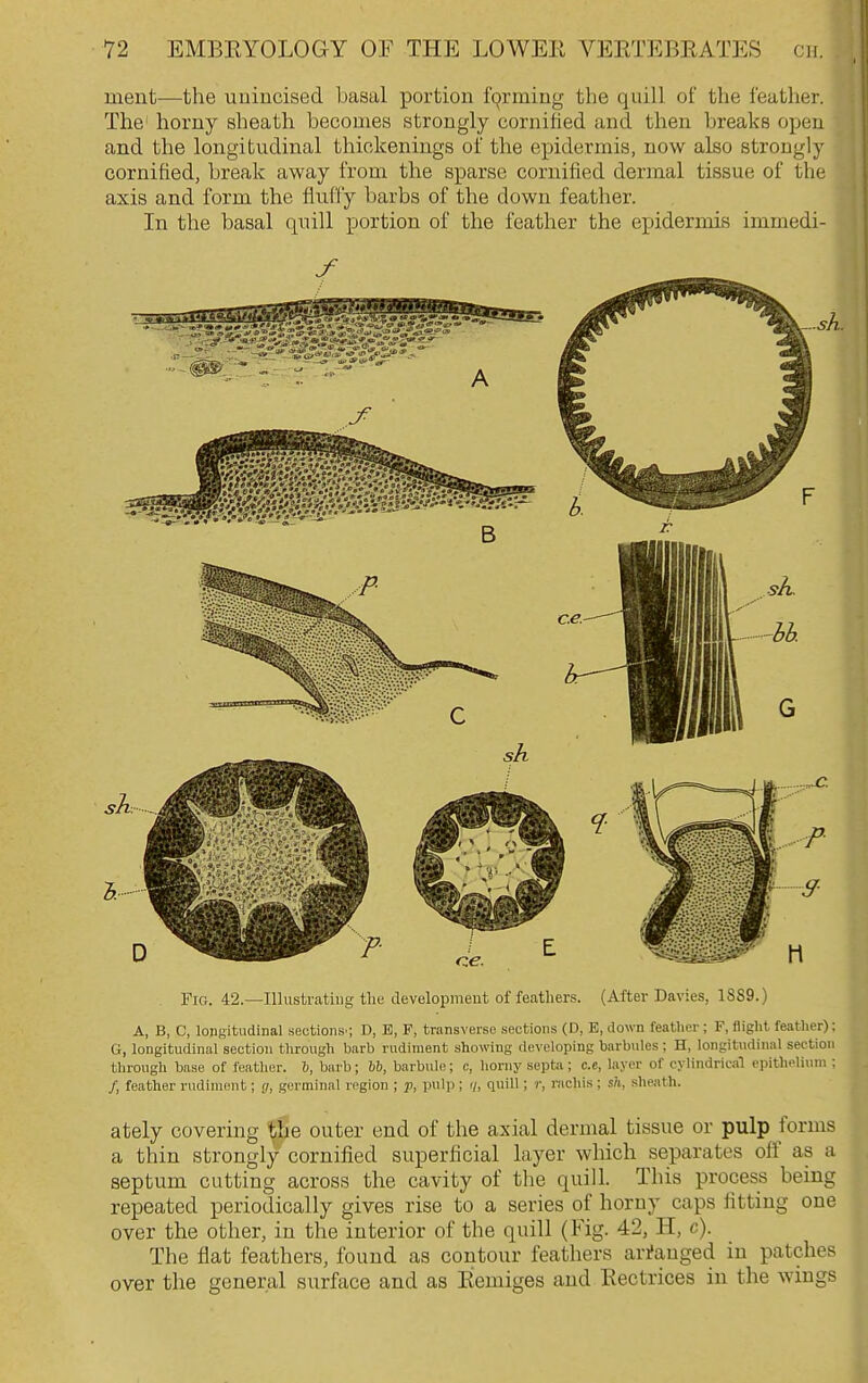 ment—the uniucised basal portion f9rming the quill of the feather. The horny sheath becomes strongly cornified and then breaks open and the longitudinal thickenings of the epidermis, now also strongly cornified, break away from the sparse cornified dermal tissue of tlie axis and form the fluffy barbs of the down feather. In the basal quill portion of the feather the epidermis immedi- PiG. 42.—Illustrating the developmeut of feathers. (After Davies, 1889.) A, B, C, longitudinal sections^; D, E, F, transverse sections (D, E, down feather; F, flight feather); G, longitudinal section through barb rudiment showing developing barbules; H, longitudinal section through base of feather. 6, barb; hb, barbule; c, horny septa ; c.e, layer of cylindrical epithelium ; /, feather rudiment; g, germinal region ; p, pulp ; </, quill ; r, rachis ; sh, sheath. ately covering the outer end of the axial dermal tissue or pulp forms a thin strongly cornified superficial layer which separates off as a septum cutting across the cavity of the quill. This process being repeated periodically gives rise to a series of horny caps fitting one over the other, in the interior of the quill (Fig. 42, H, c). The flat feathers, found as contour feathers arranged in patches over the general surface and as Eemiges and Eectrices in the wings