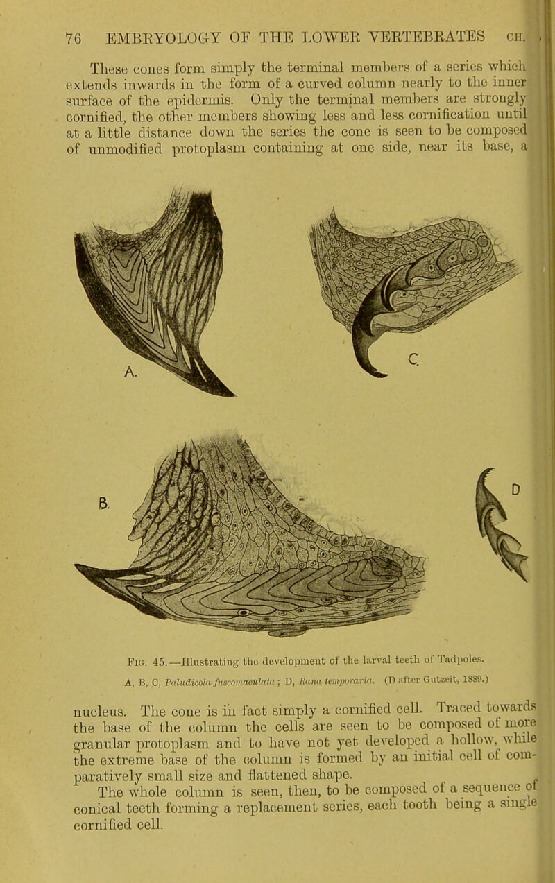 These cones form simply the terminal members of a series which extends inwards in the form of a curved column nearly to the inner surface of the epidermis. Only the terminal members are strongly cornified, the other members showing less and less cornification until at a little distance down the series the cone is seen to be composed of unmodified protoplasm containing at one side, near its base, a Fig. 45.—Illustrating the development of the larval teeth of Tadpoles. A, B, C, Paludicola fHSCOmaoulata ; D, liana tempomria. (D after Gutzeit, 1S89.) nucleus. The cone is in I'act simply a cornified cell. Traced towards the base of the column the cells are seen to be composed of more granular protoplasm and to have not yet develoj)ed a hollow, while the extreme base of the column is formed by an initial cell of com- paratively small size and flattened shape. The whole column is seen, then, to be composed of a sequence ot conical teeth forming a replacement series, each tooth being a single cornified cell.