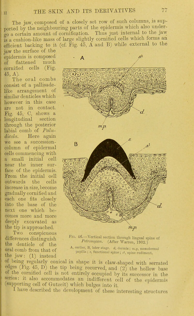 mi The jaw, composed of a closely set row of such columns, is sup- ported by the neighbouring parts of the epidermis which also under- go a certain amount of cornifictT,tion. Thus just internal to the jaw S a cushion-like mass of large slightly cgrnitied cells which forms an efficient backing to it (cf. Fig. 45, A and B) while external to the jaw the surface of the epidermis is composed . of flattened much cornified cells (Fig. 45, A). The oral combs consist of a pallisade- like arrangement of similar denticles which however in this case are not in contact. Fig. 45, C, shows a longitudinal section through the posterior labial comb of Palu- dicola. Here again we see a succession- column of epidermal cells commencing with a small initial cell near the inner sur- face of the epidermis. From the initial cell outwards the cells increase in size, become gradually cornified and each one fits closely into the base of the next one which be- comes more and more deeply excavated as the tip is approached. Two conspicuous differences distinguish the denticle of the oral comb from that of the jaw: (1) instead Pio. 46.—Vertical section tlirough lingual spine of Petromyzon. (After WaiTen, 1902.) A, earlier, B, Inter stiigc. d, ttermis; m.p, mosodernml papilla ; a, functional spine; .si, spine rndimont. of being regularly conical in shape it is claw-shaped with serrated edges (Fig. 45, D) the tip being recurved, and (2) the hollow base 01 the cornified cell is not entirely occupied by its successor in the series: it also accommodates an indifferent cell of the epidermis (supporting cell of Gutzeit) which bulges into it. I have described the development of these interestina; structures